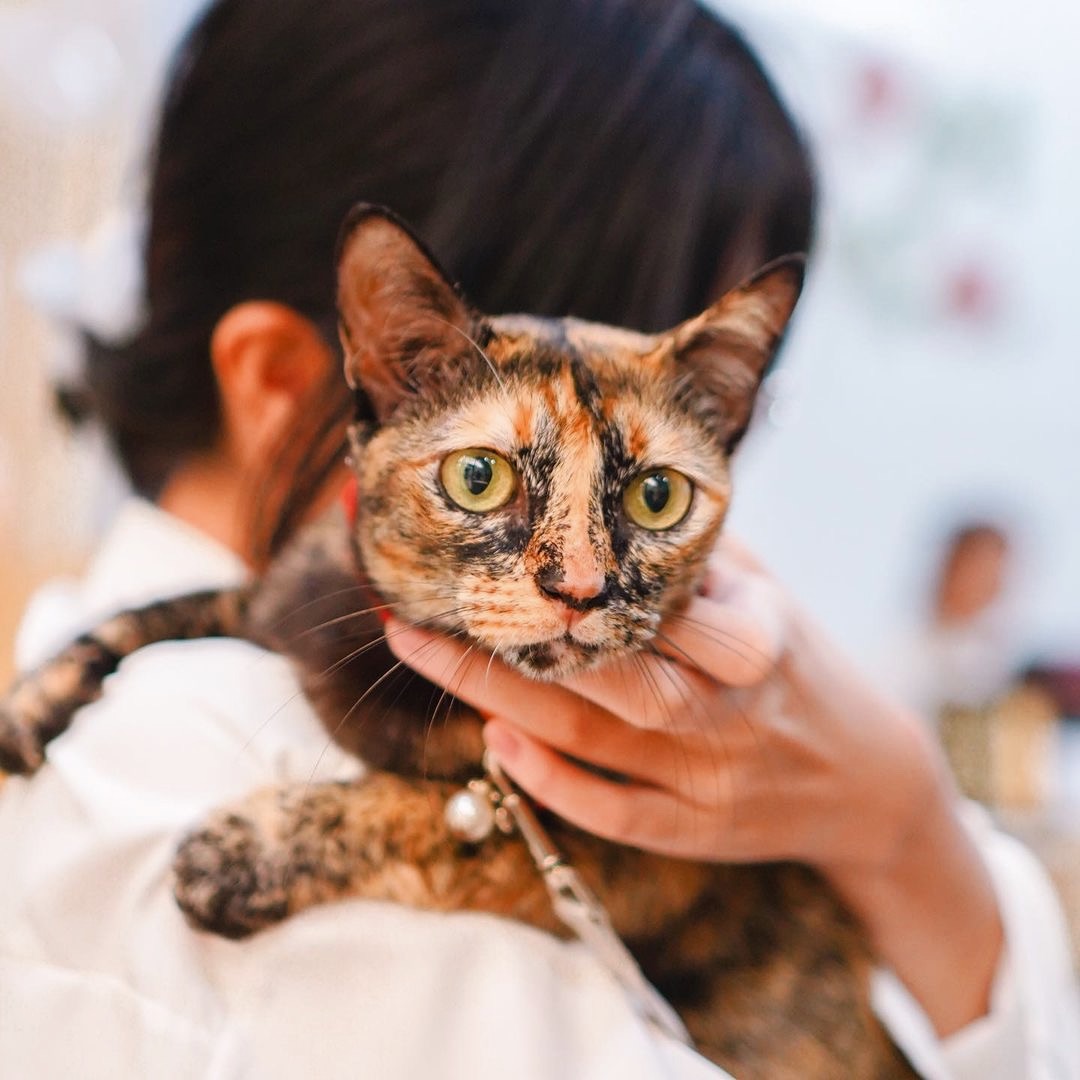 Pet & Co