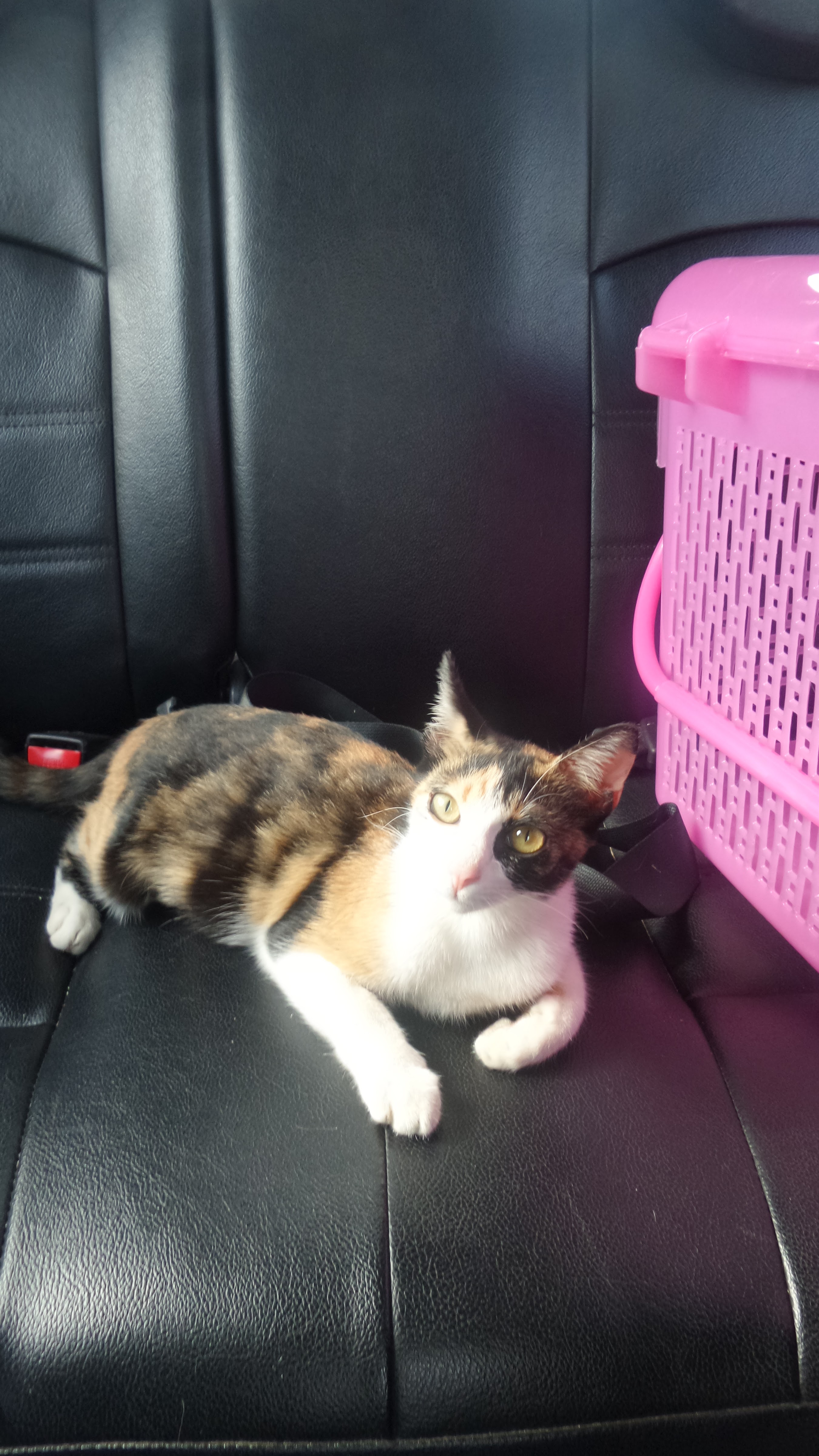 Phuket Animal Hospital