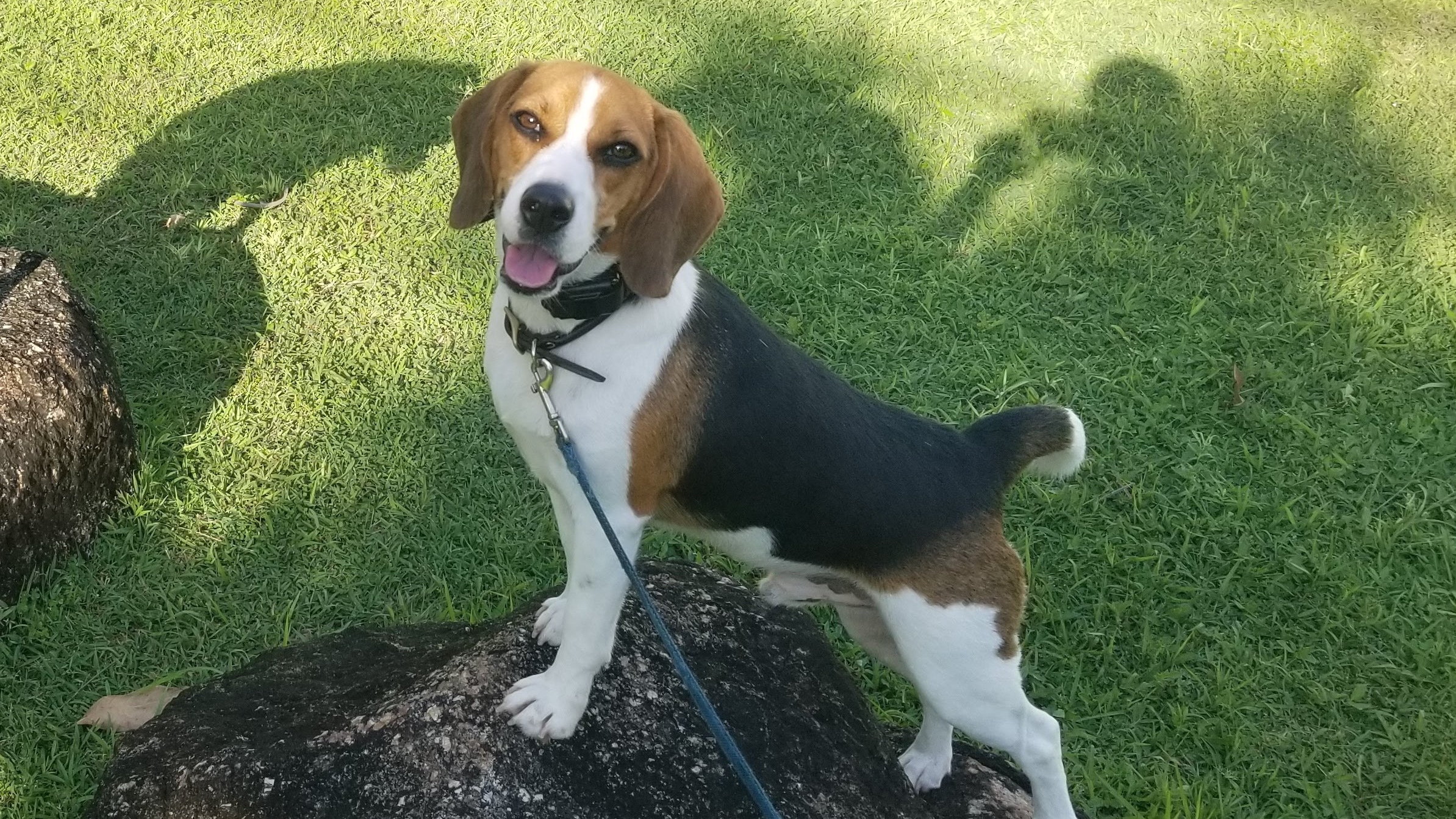 Phuket Dog Training and Boarding