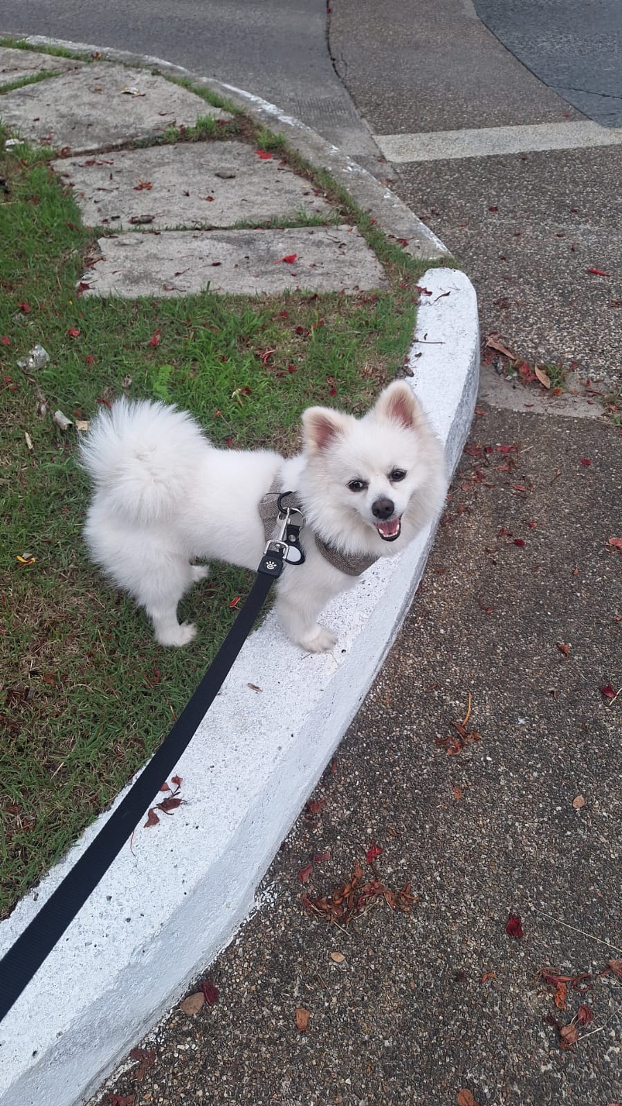 Phuket Dog Training and Boarding