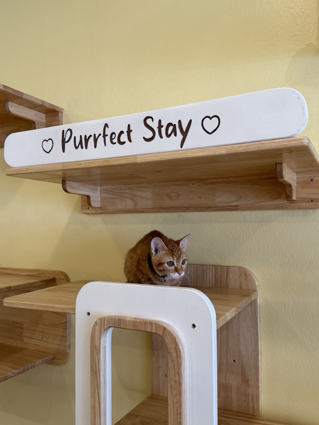 Purrfect Stay Cat Hotel Phuket