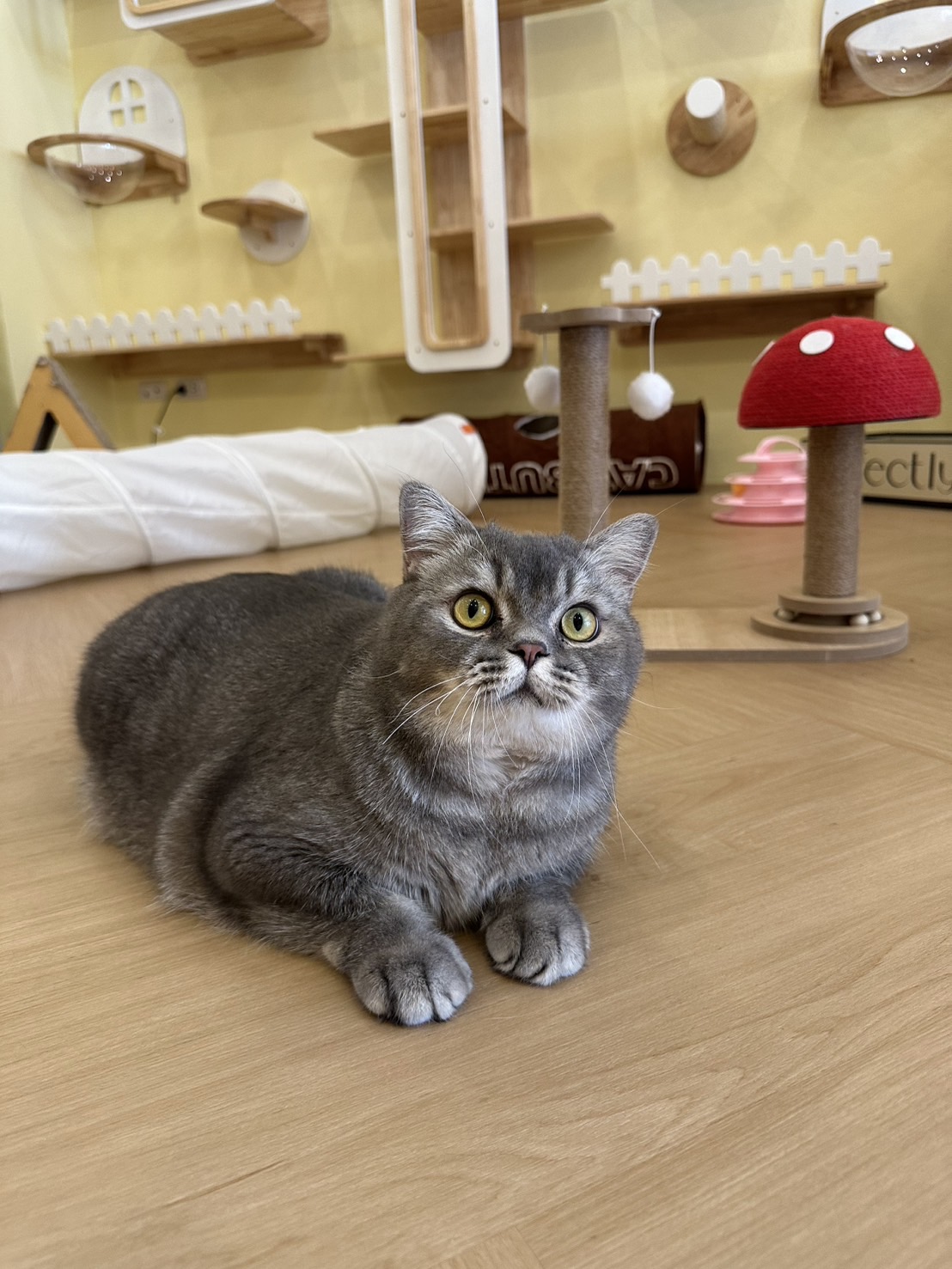 Purrfect Stay Cat Hotel Phuket