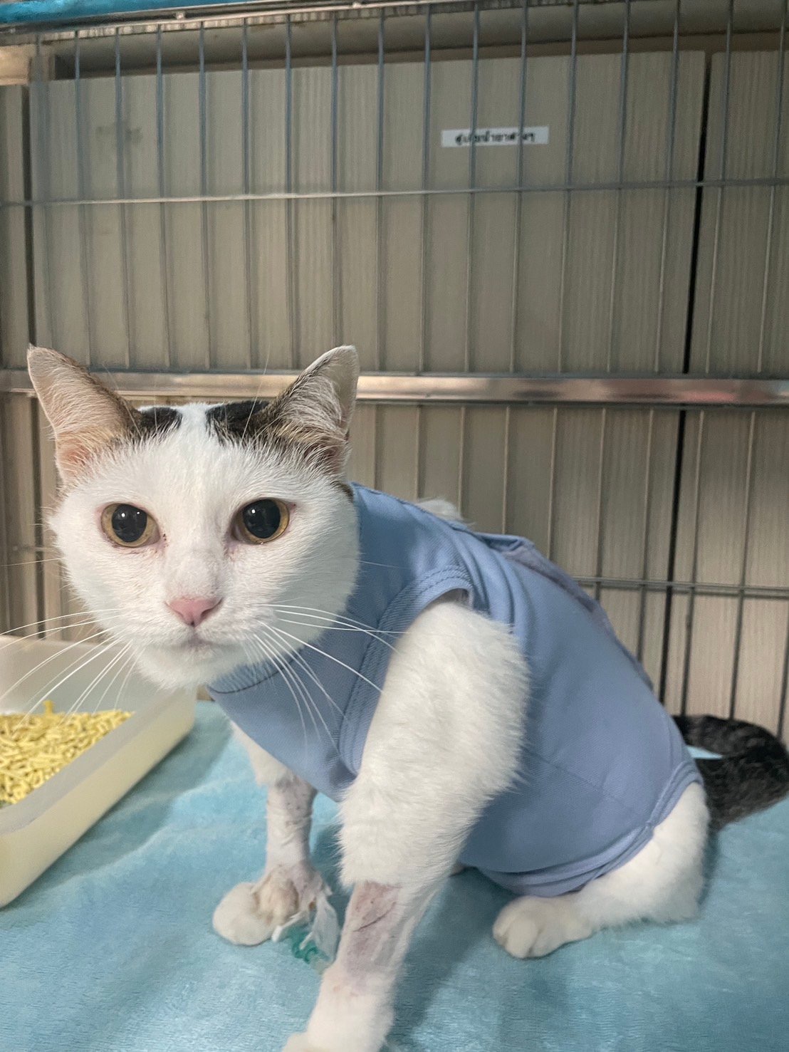Thonglor Chalong Phuket Pet Hospital