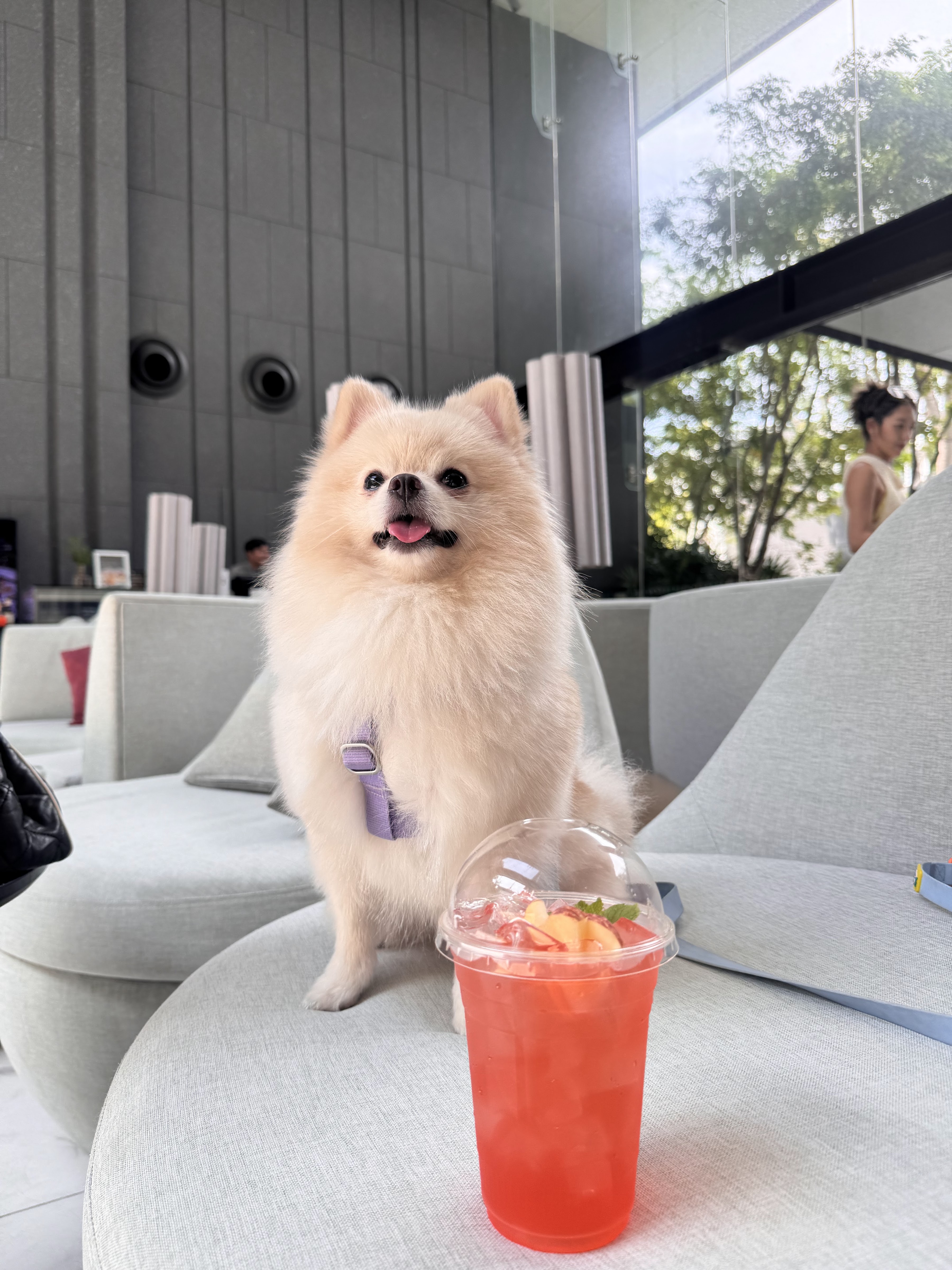 102 Pet Friends Grooming Services Hua Hin