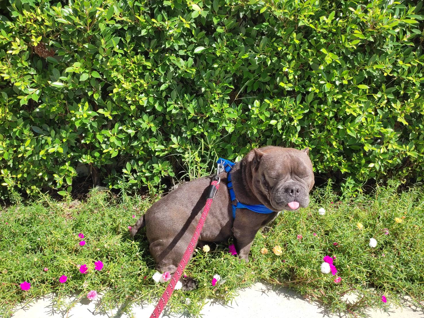 102 Pet Friends Grooming Services Hua Hin