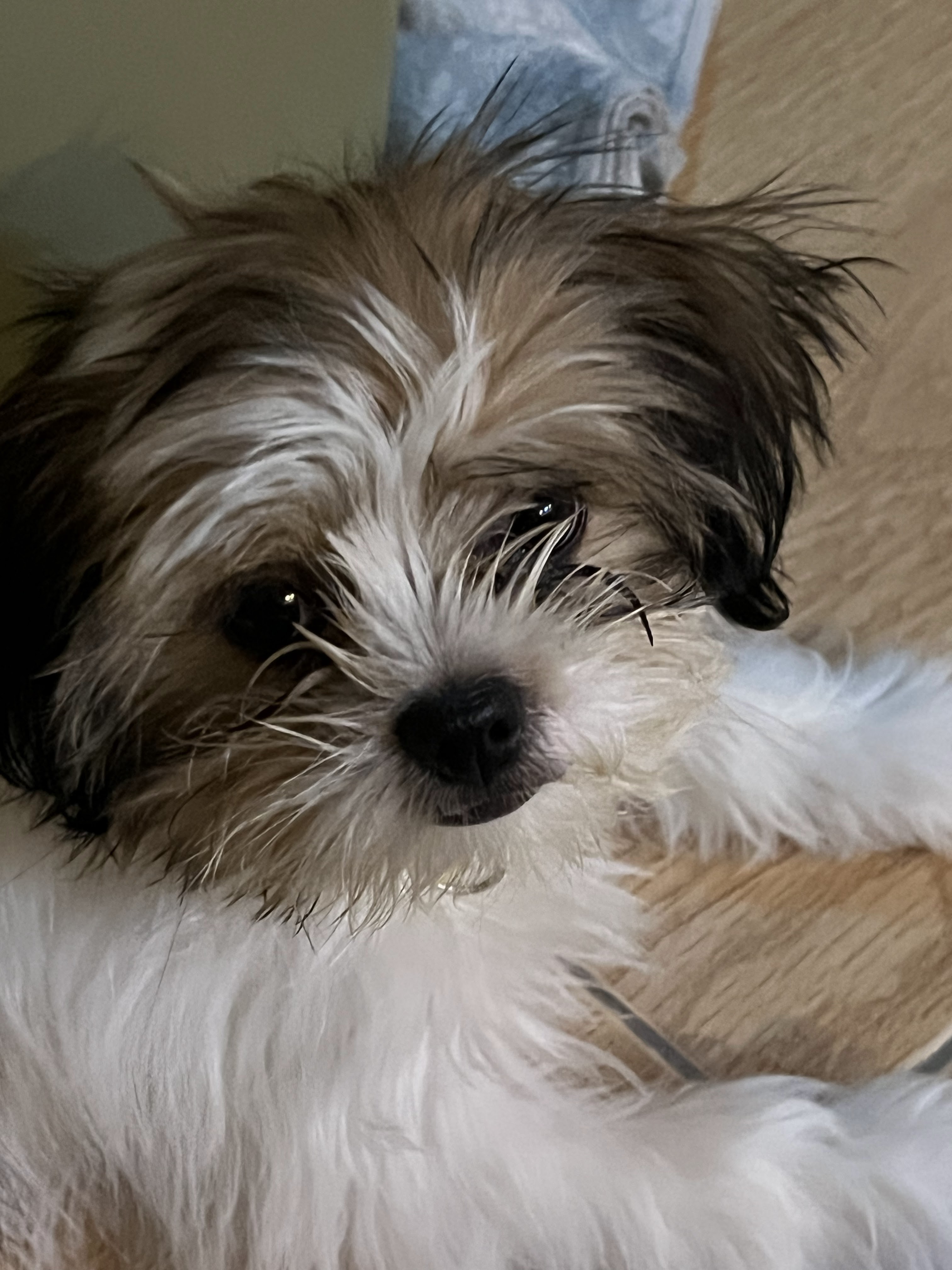 102 Pet Friends Grooming Services Hua Hin