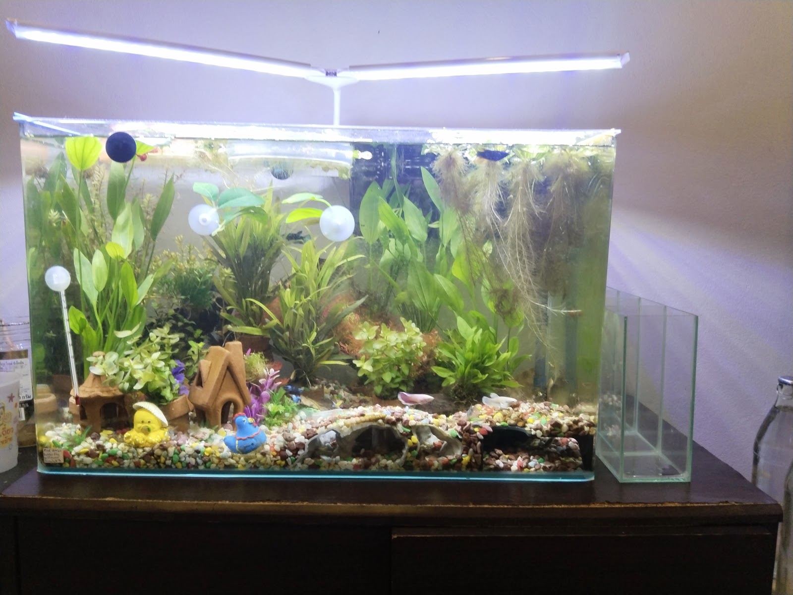 Bon Kai Aquarium