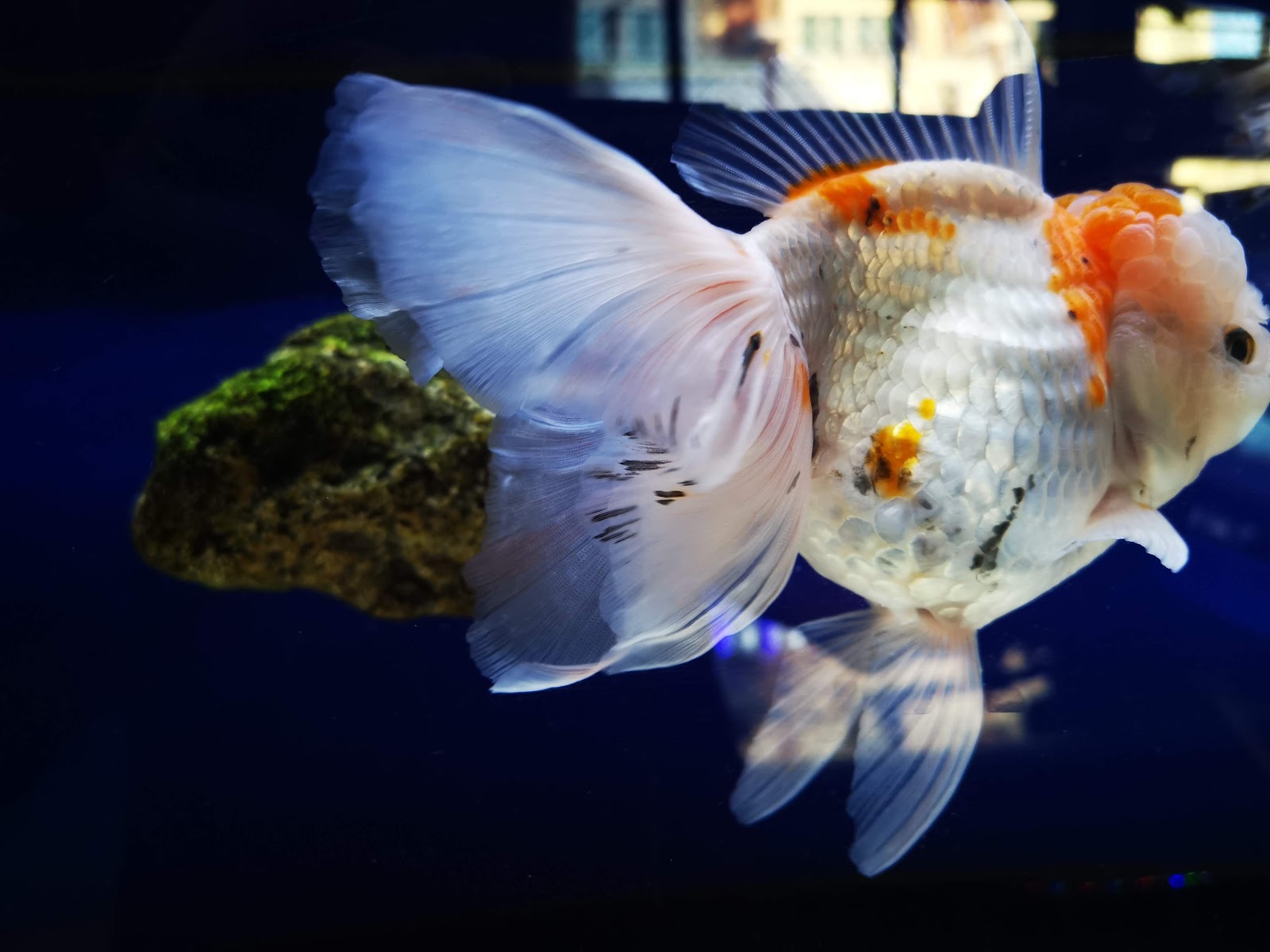 Bon Kai Aquarium