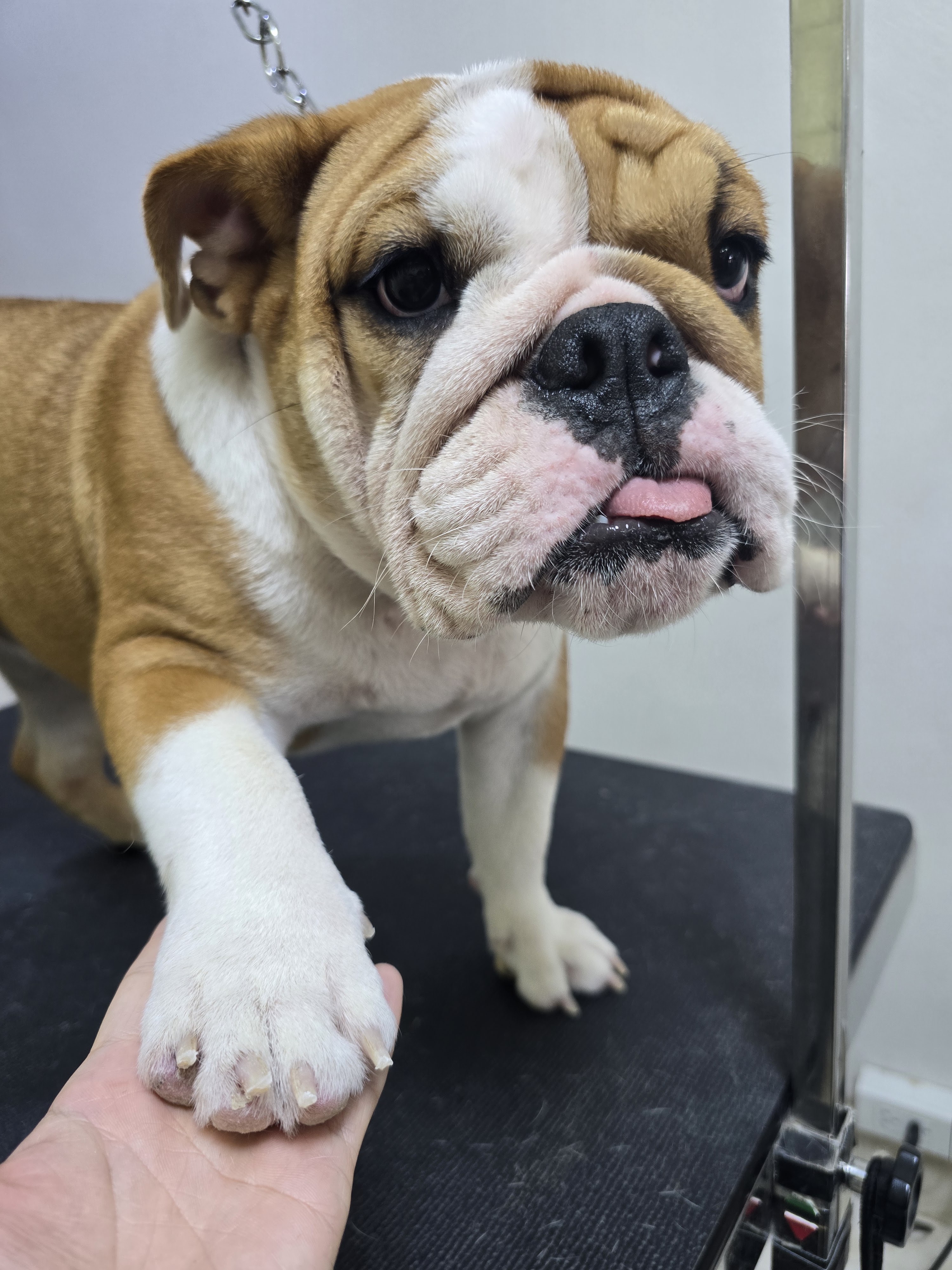 D-Dog Grooming & Homestay Hua Hin