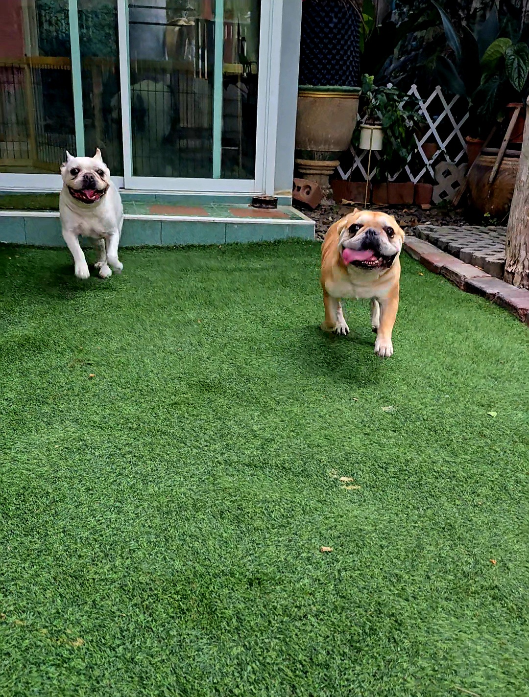 D-Dog Grooming & Homestay Hua Hin