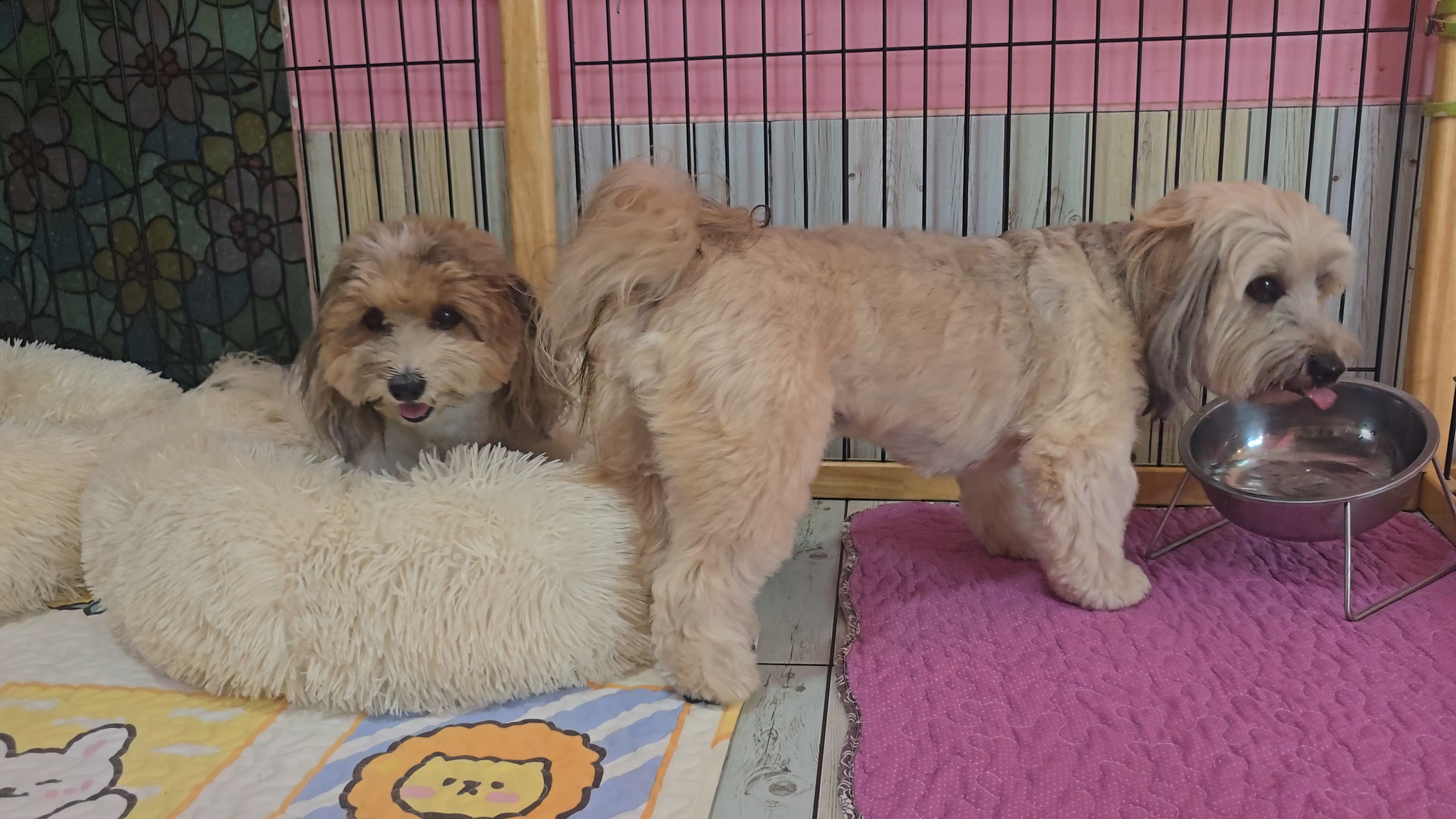 D-Dog Grooming & Homestay Hua Hin