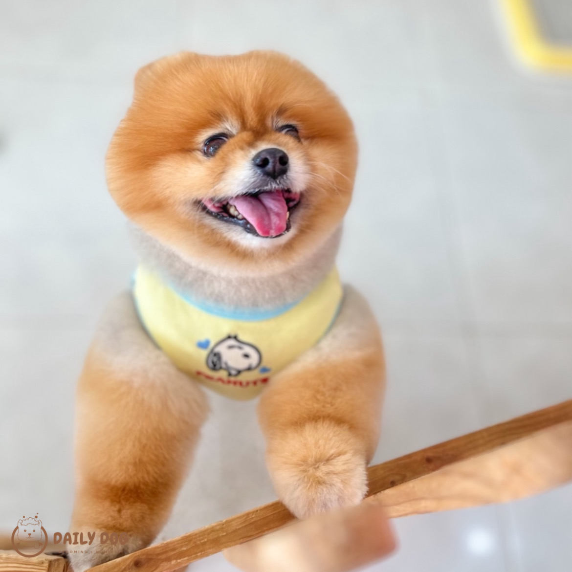 Daily Dog Grooming & Homestay