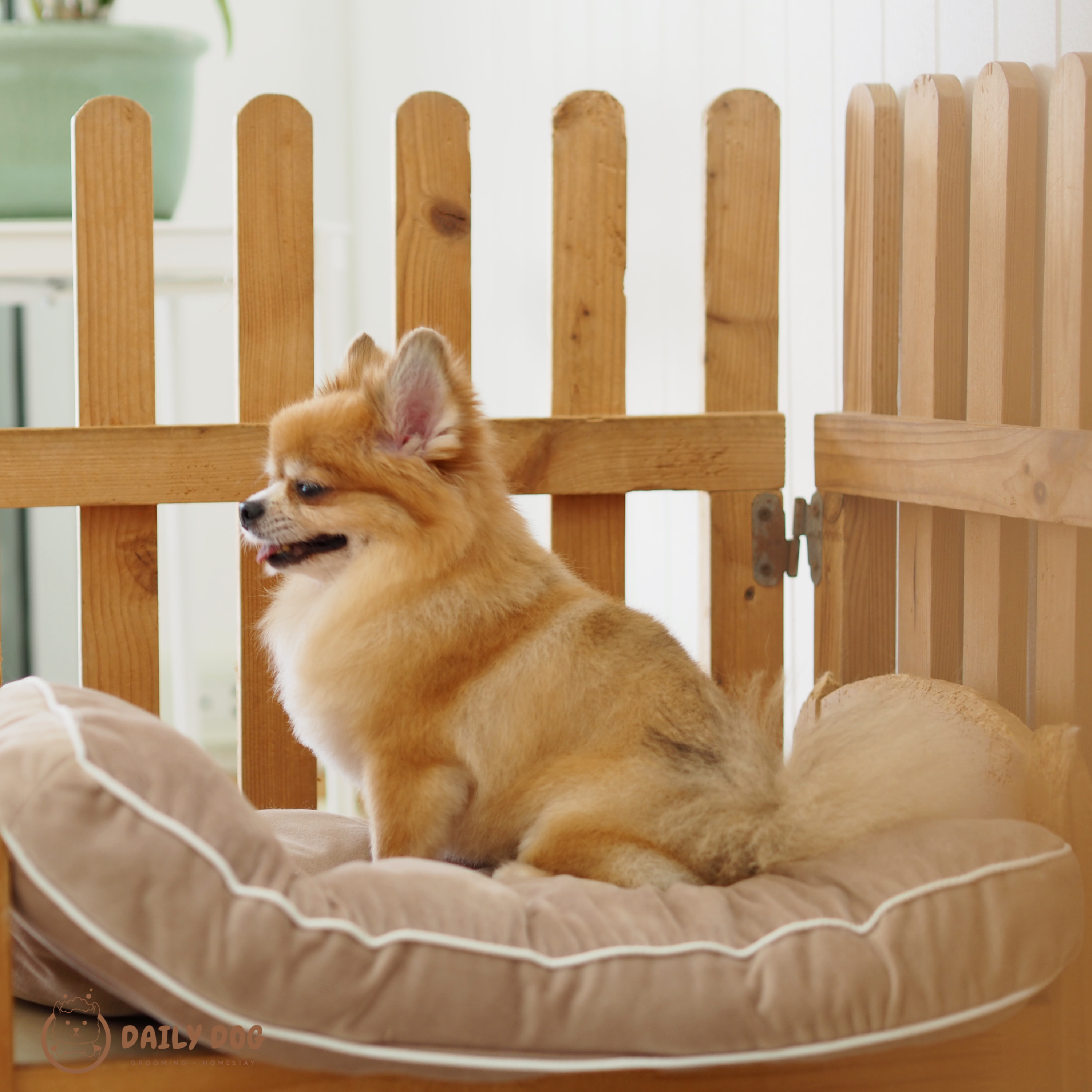 Daily Dog Grooming & Homestay