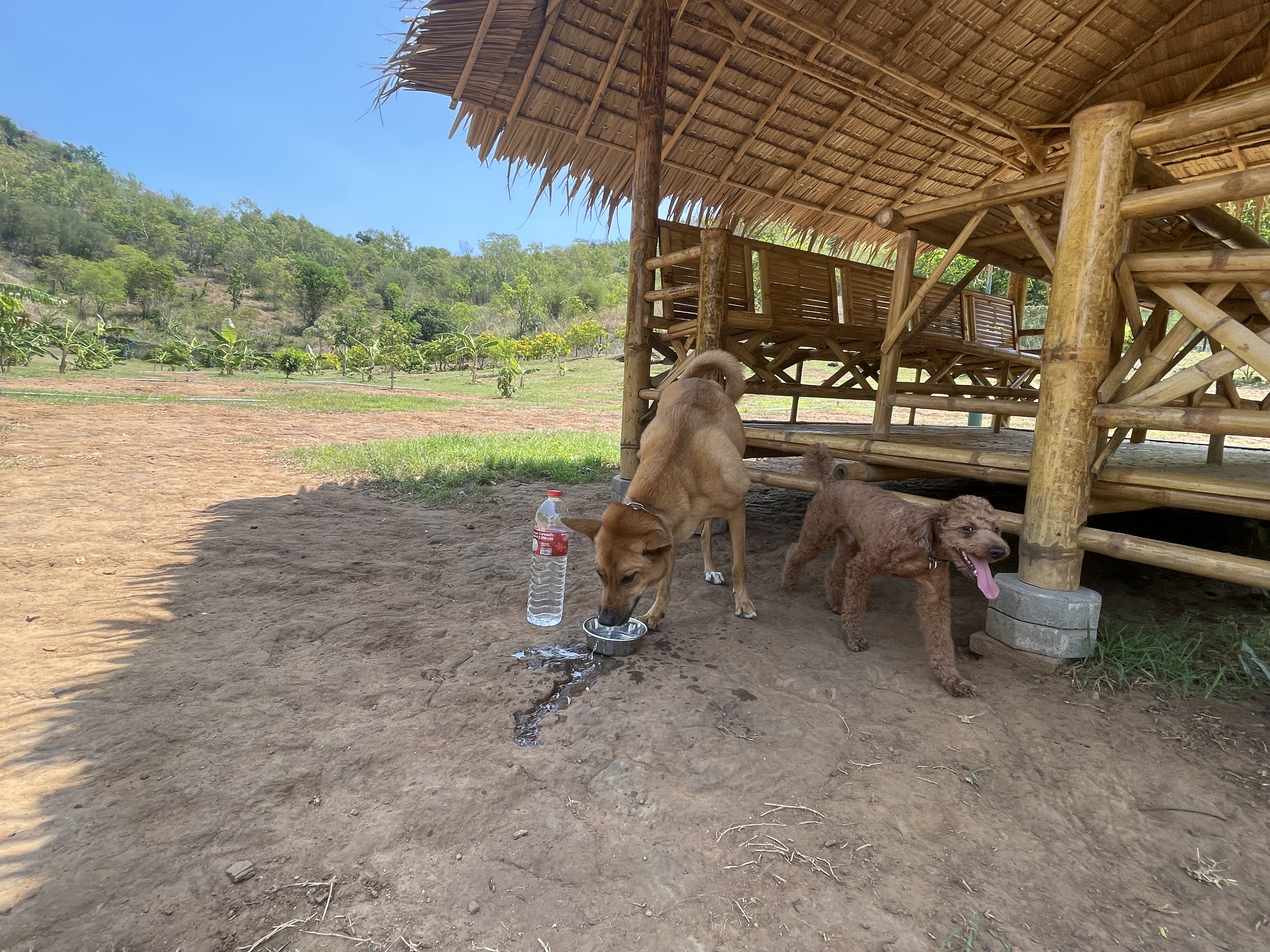 Dog Smile 24 Hua Hin