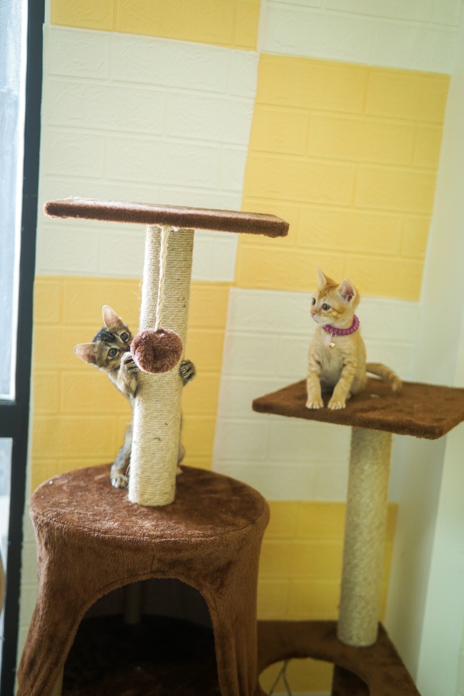 NP Animal Clinic