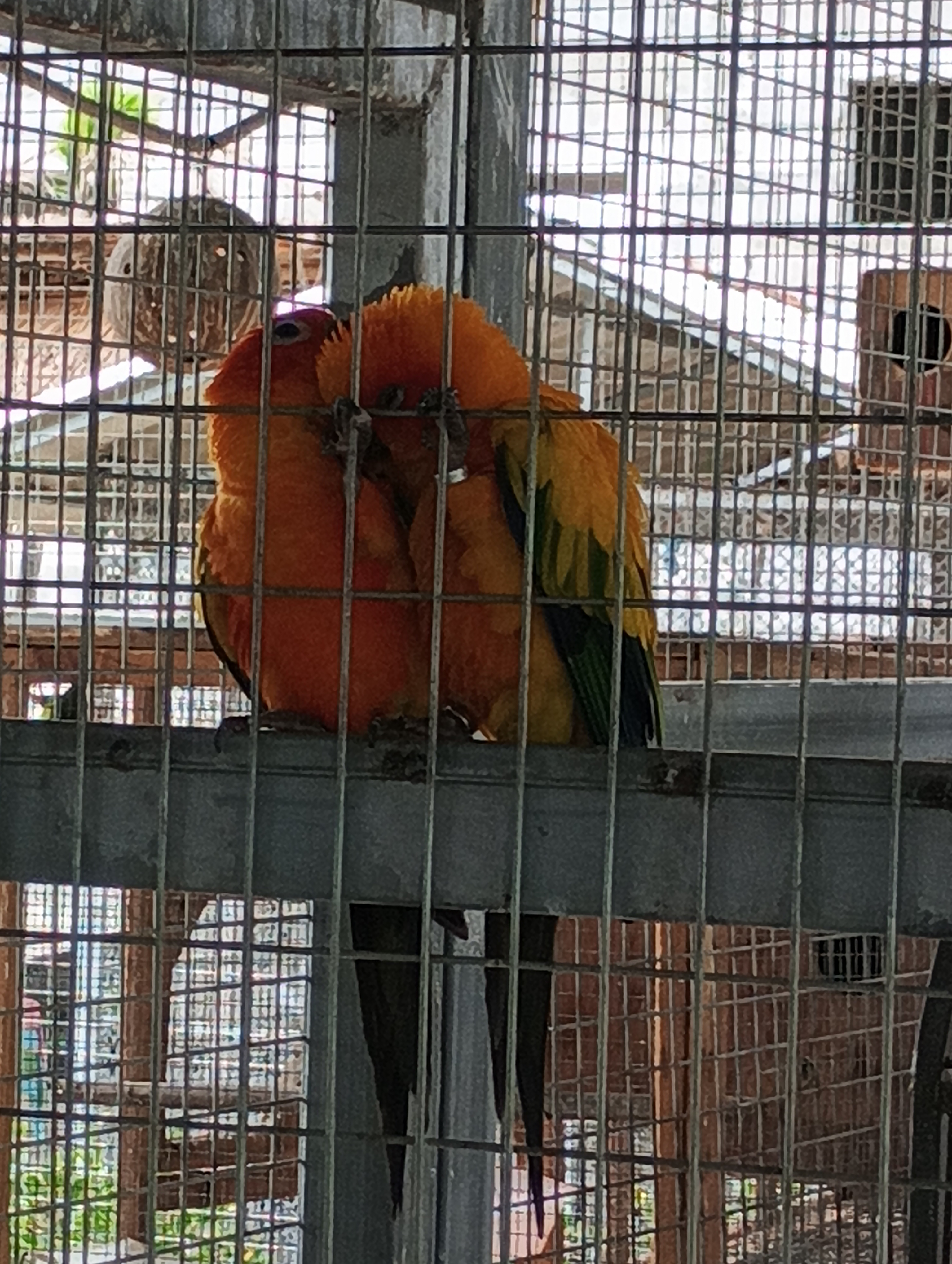 Parrotdise Organic Farm & Cafe