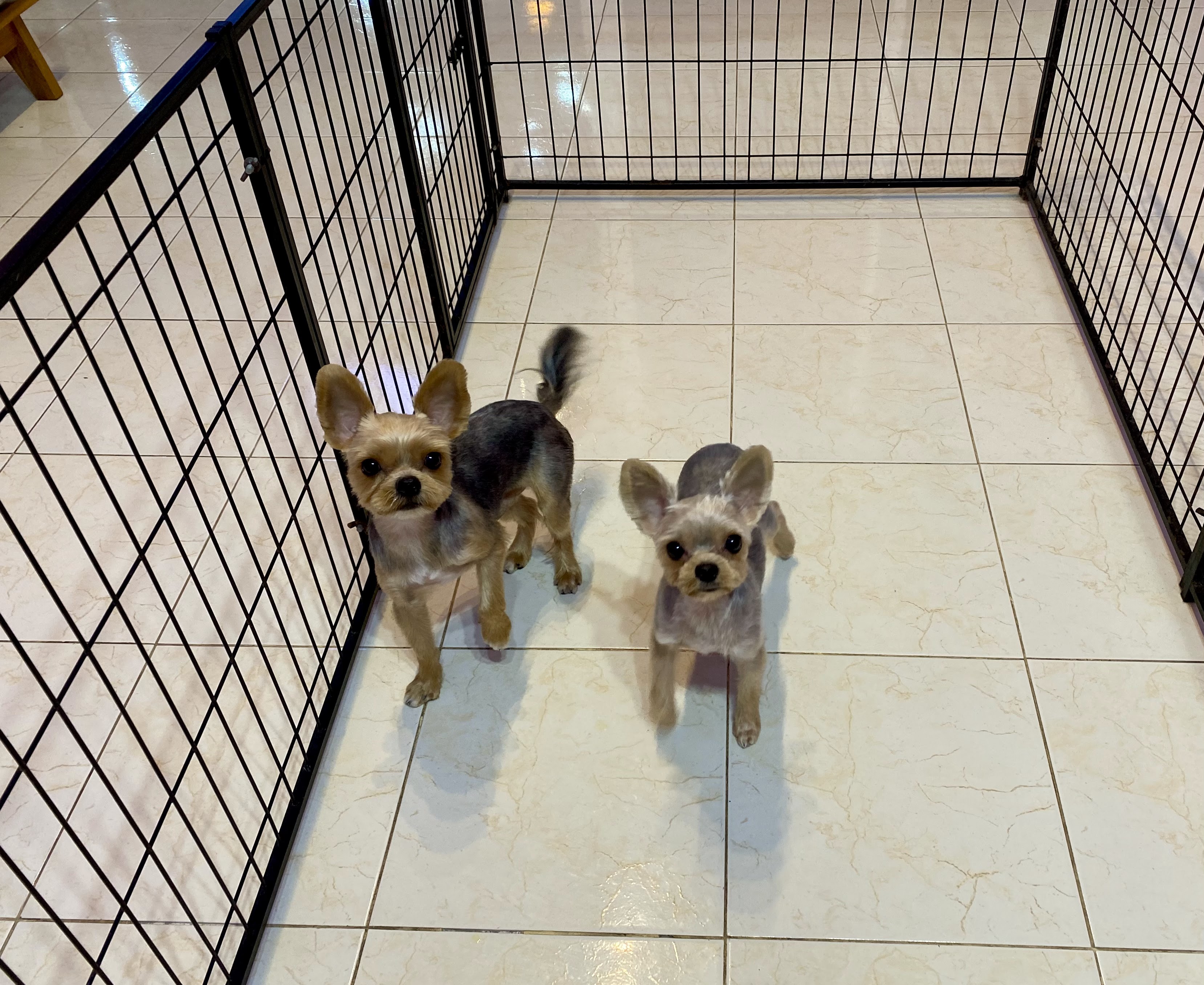 Pepper Pets Huahin (Dog&Cat Grooming)