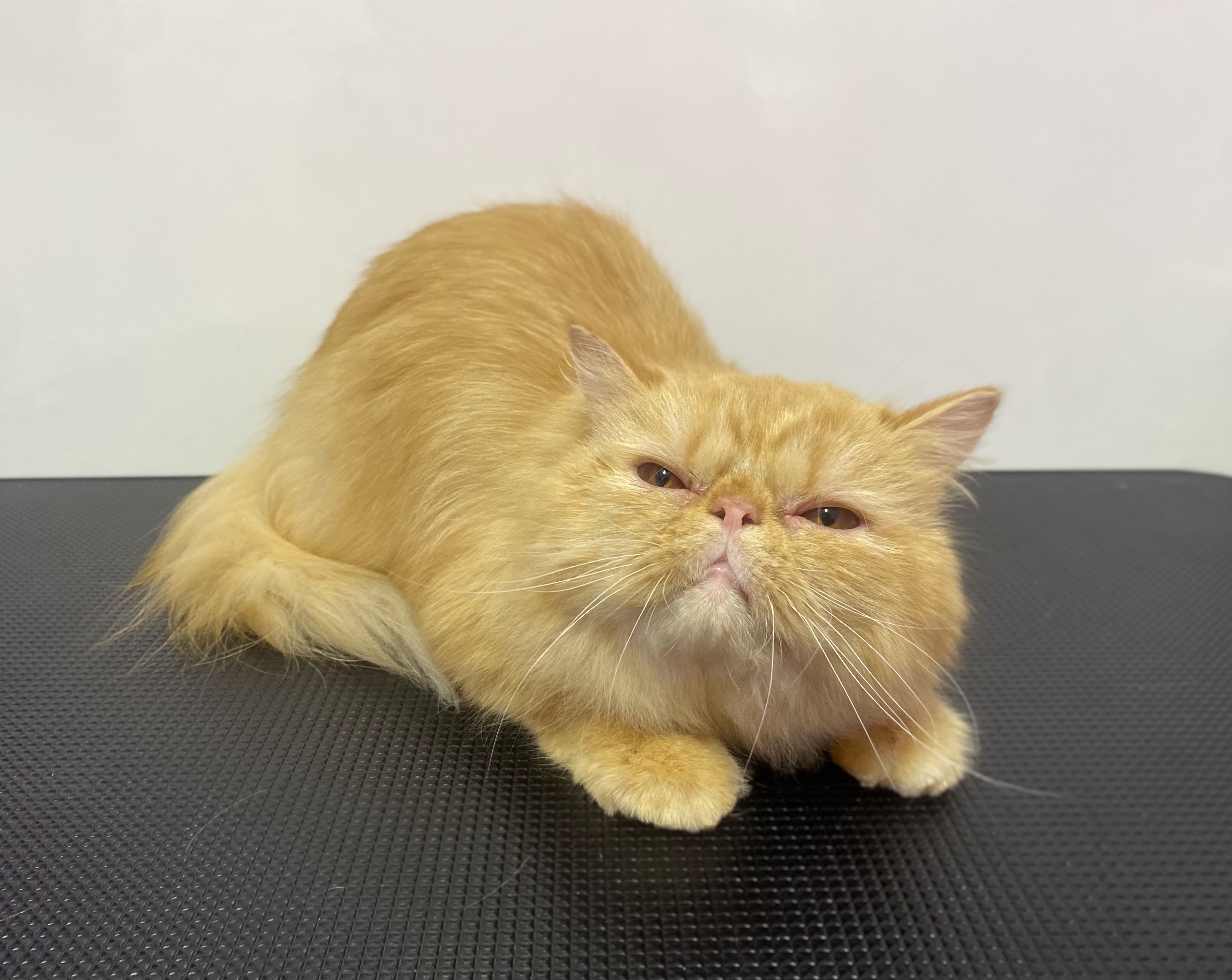 Pepper Pets Huahin (Dog&Cat Grooming)