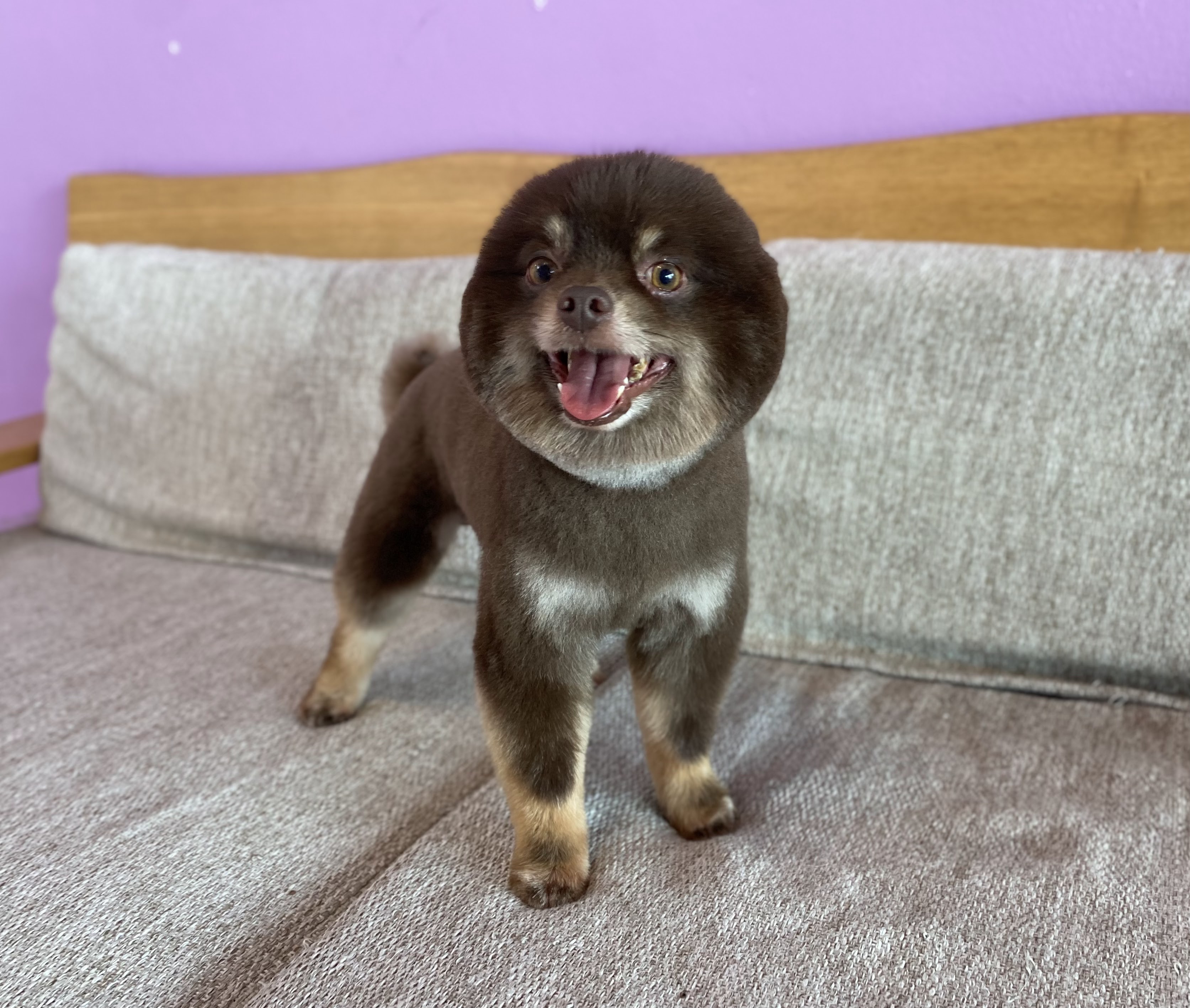 Pepper Pets Huahin (Dog&Cat Grooming)