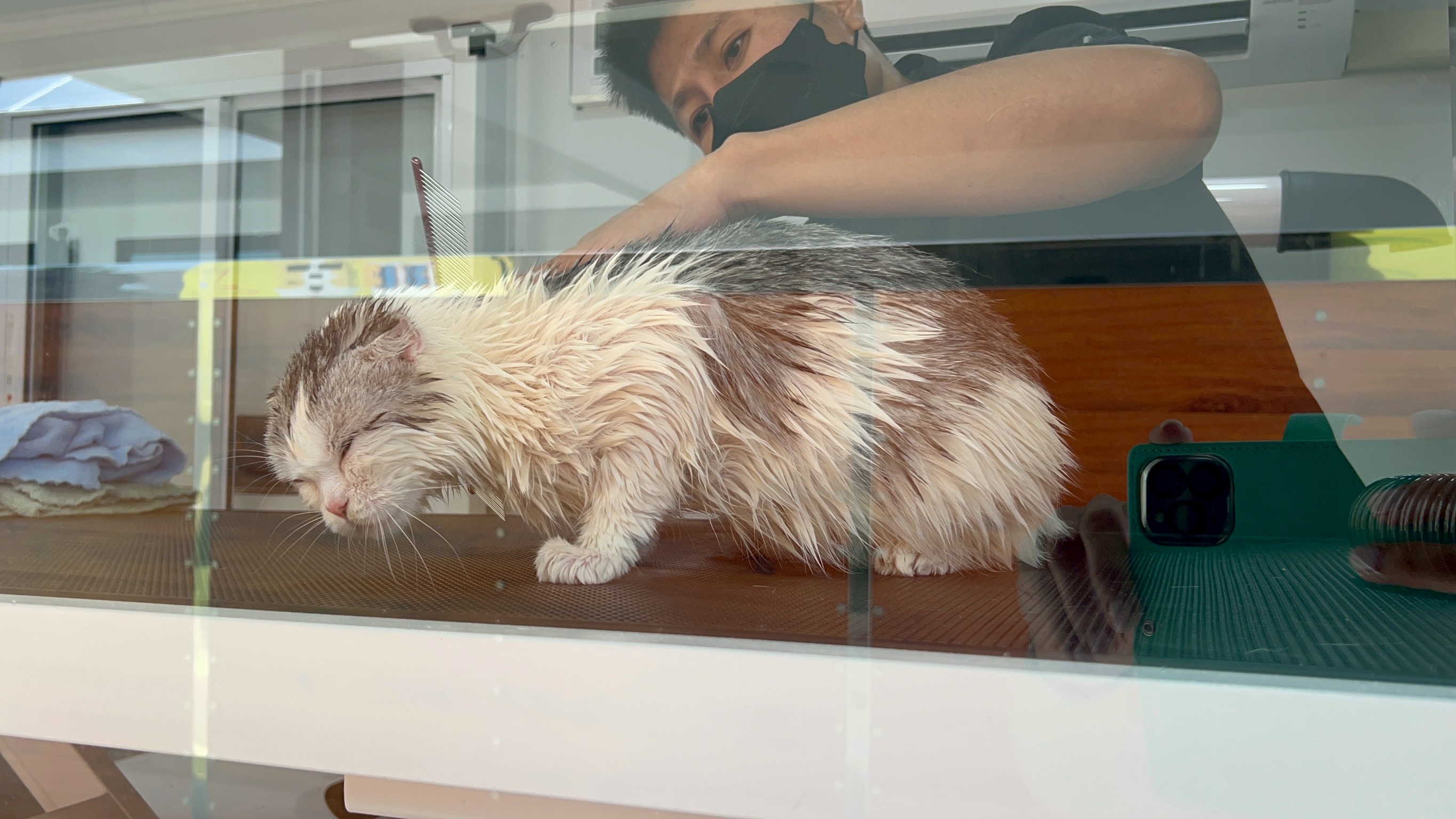 Pet Passions Mobile Grooming & Spa