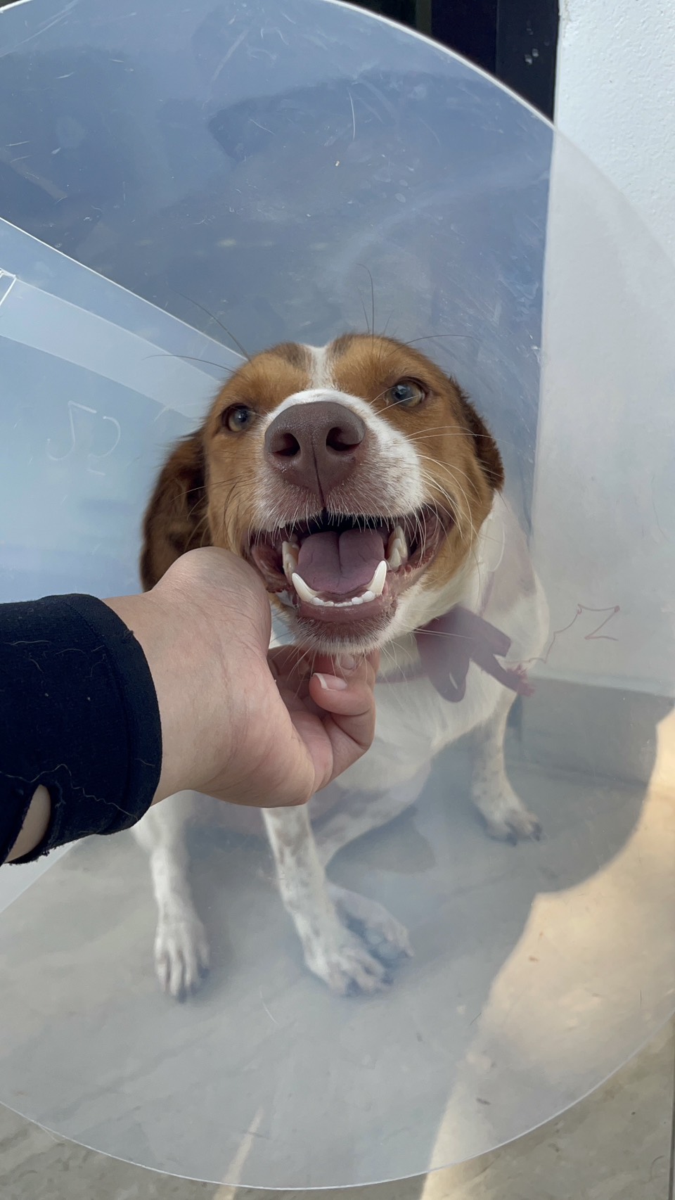 Pet Time Animal Hospital and Dog Hotel