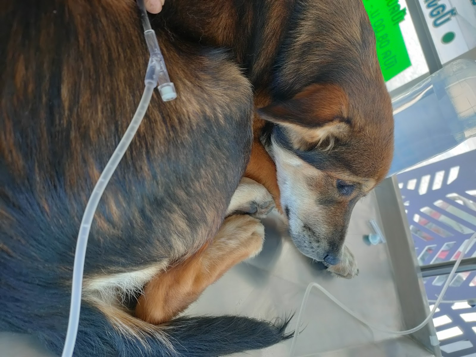 samroiyod love pet