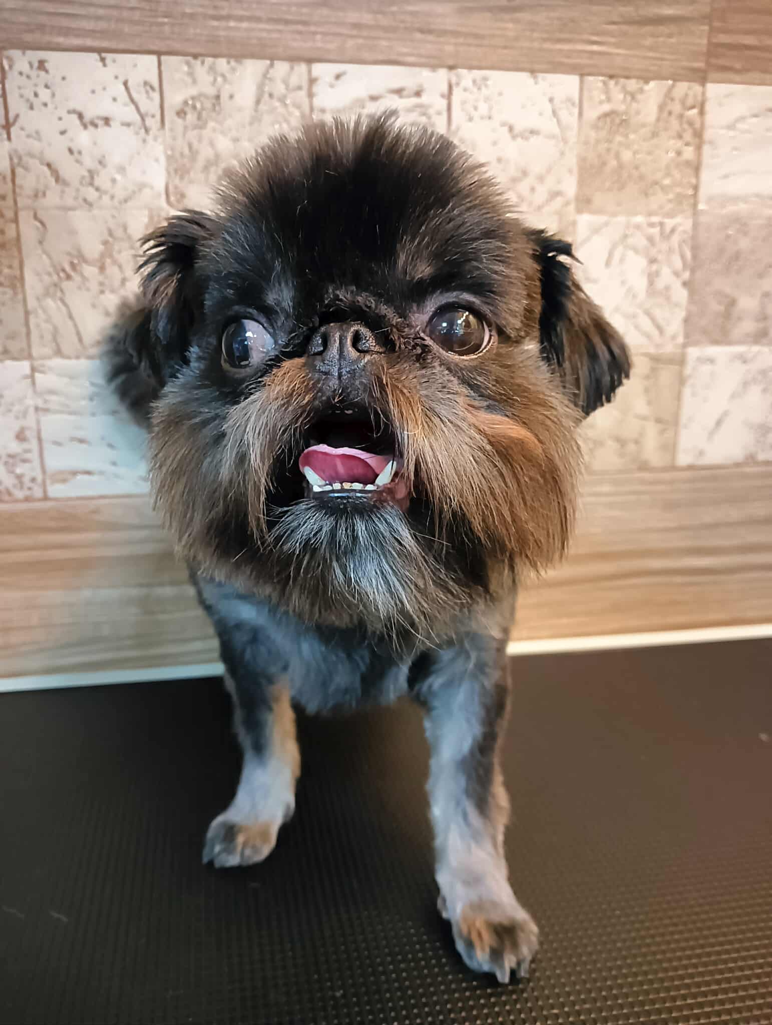 The Dog grooming & spa hotel