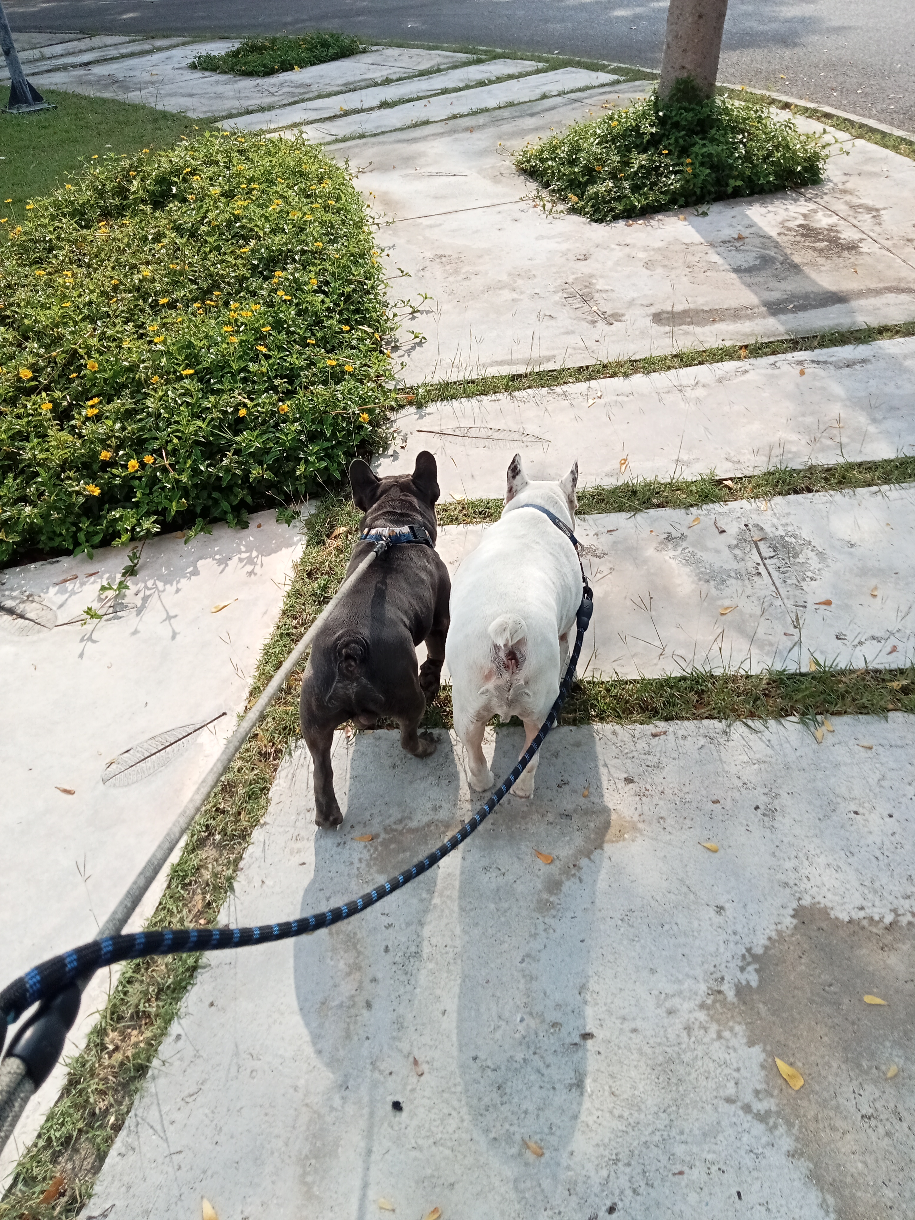 TuaHouse Pets HomeStay