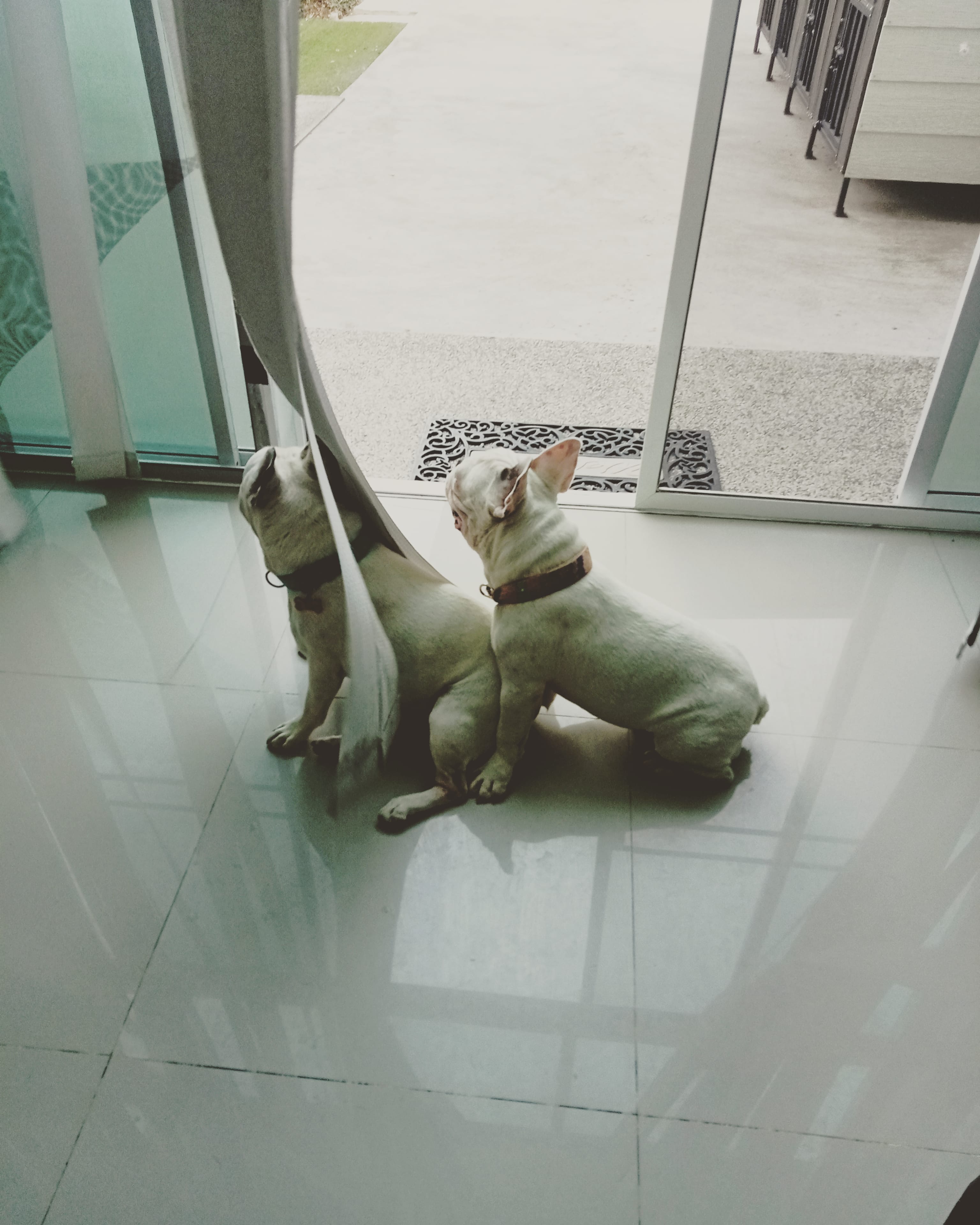 TuaHouse Pets HomeStay
