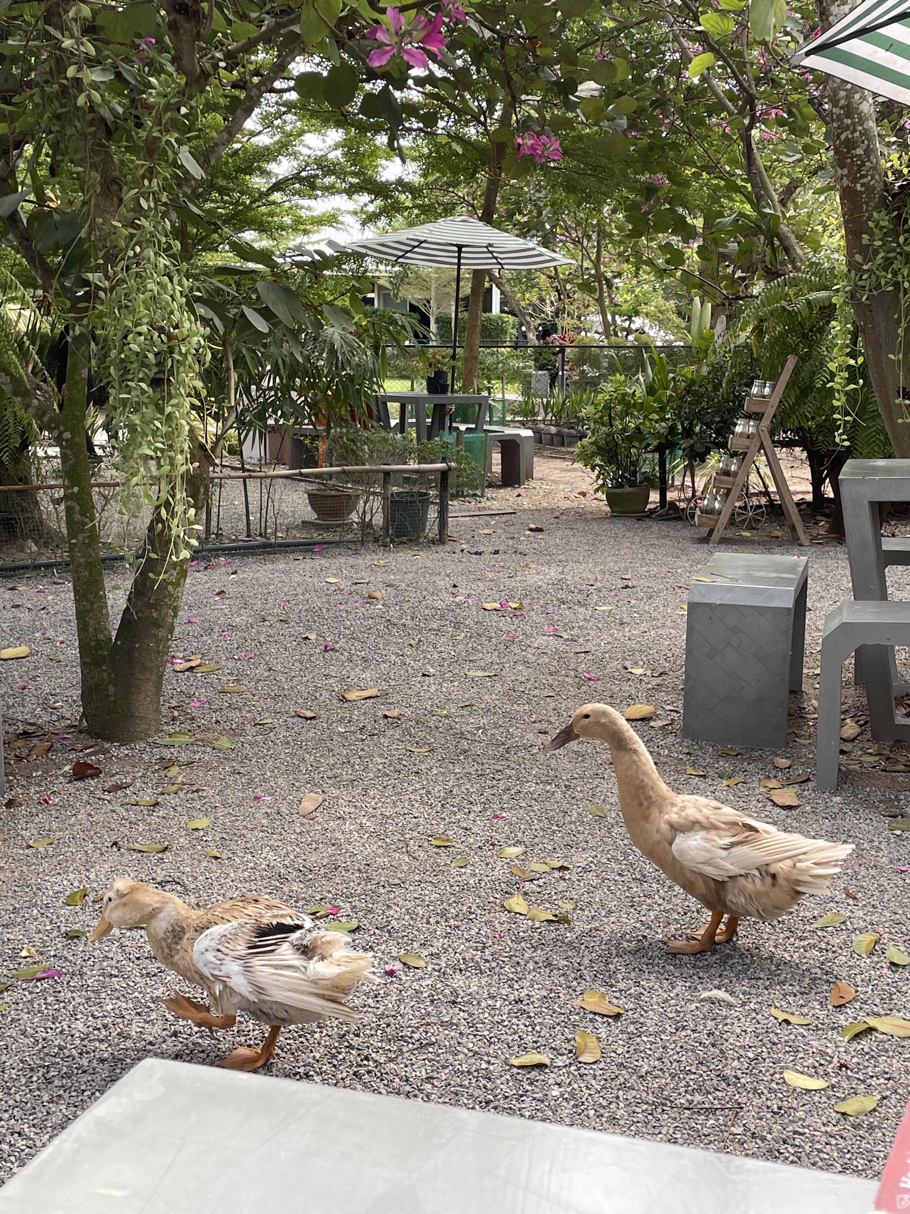 TuaHouse Pets HomeStay