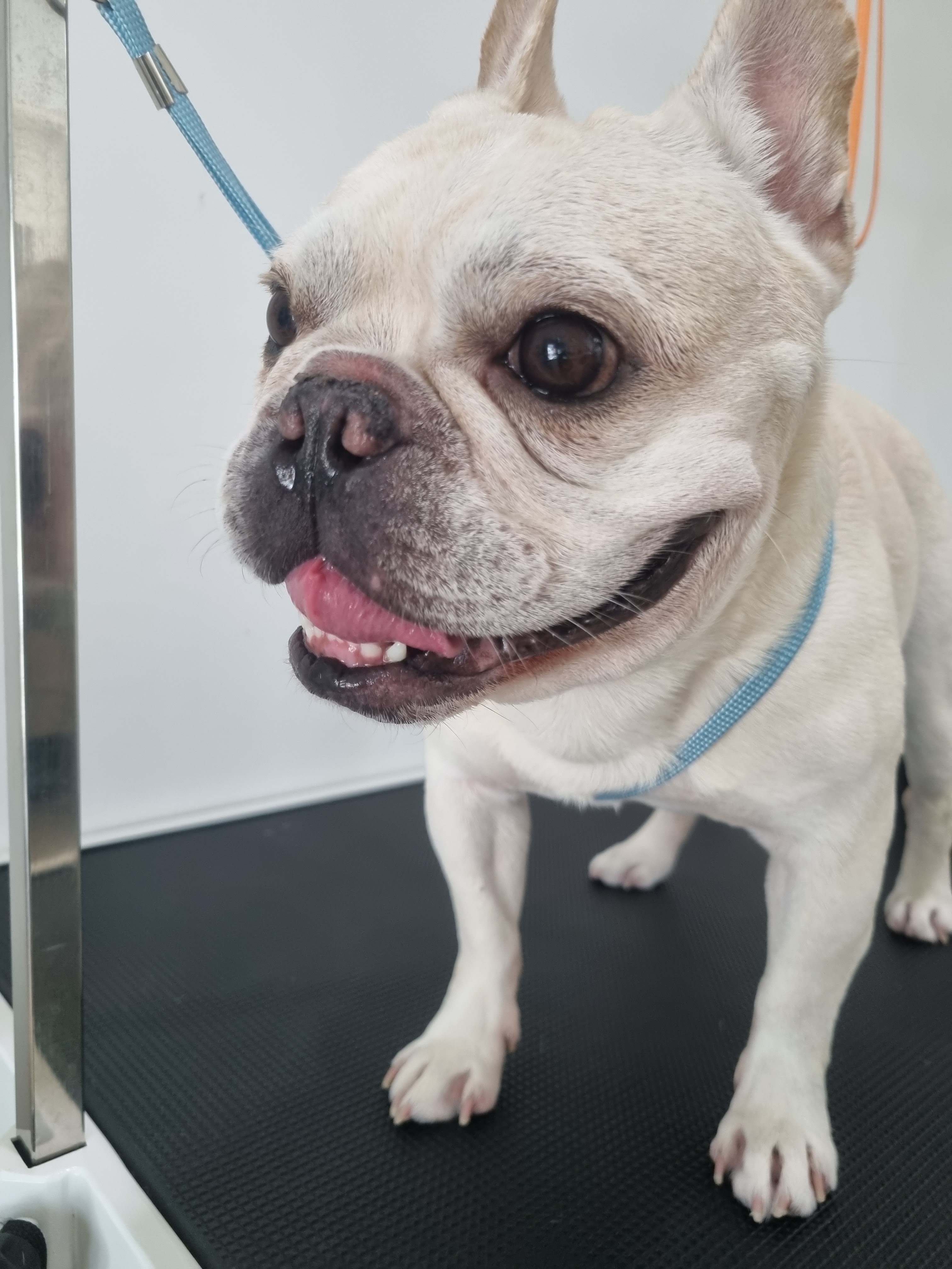 Yuzu Dog Grooming (English Speaking Groomer) Not Accept Walk In