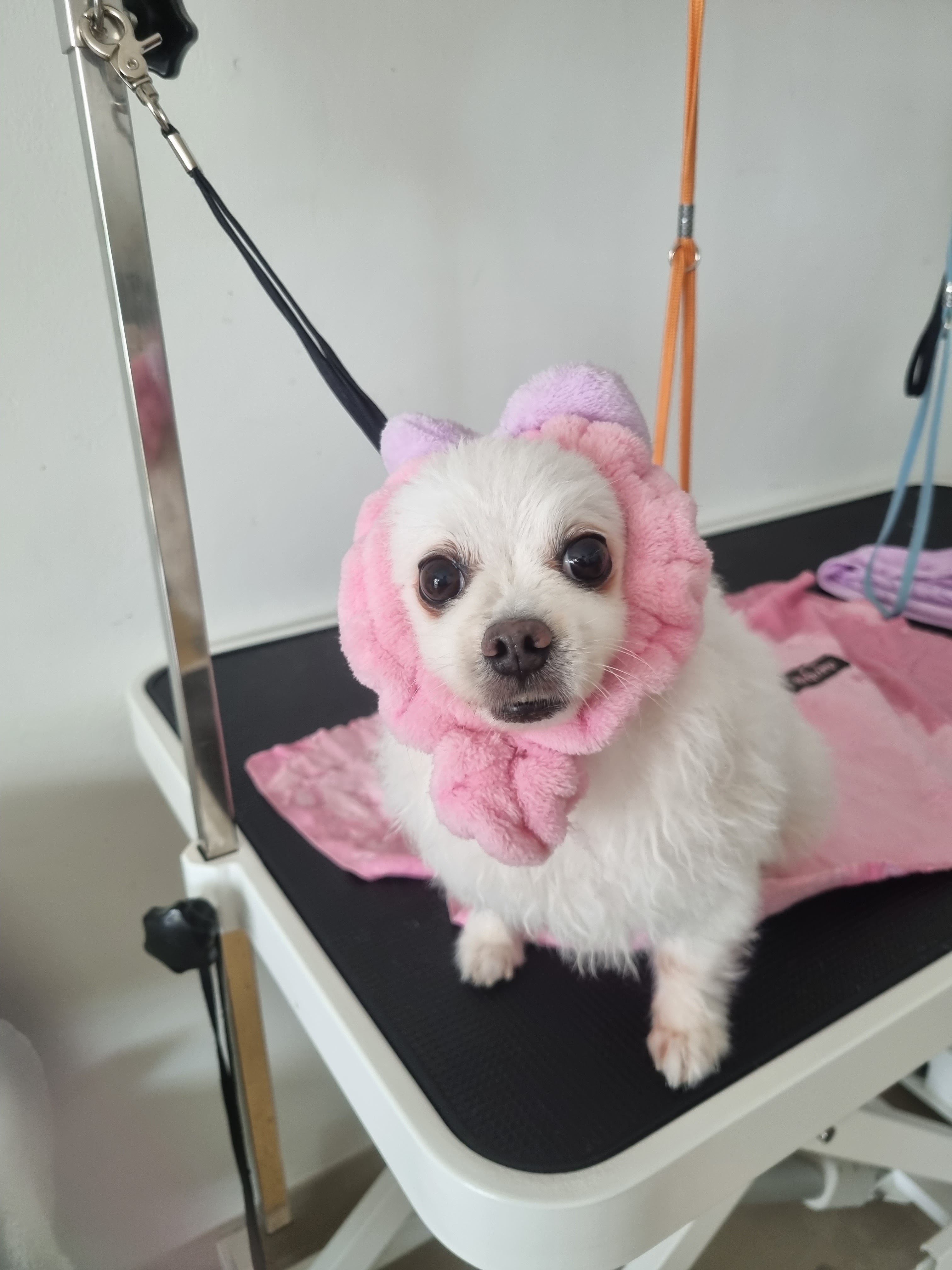 Yuzu Dog Grooming (English Speaking Groomer) Not Accept Walk In