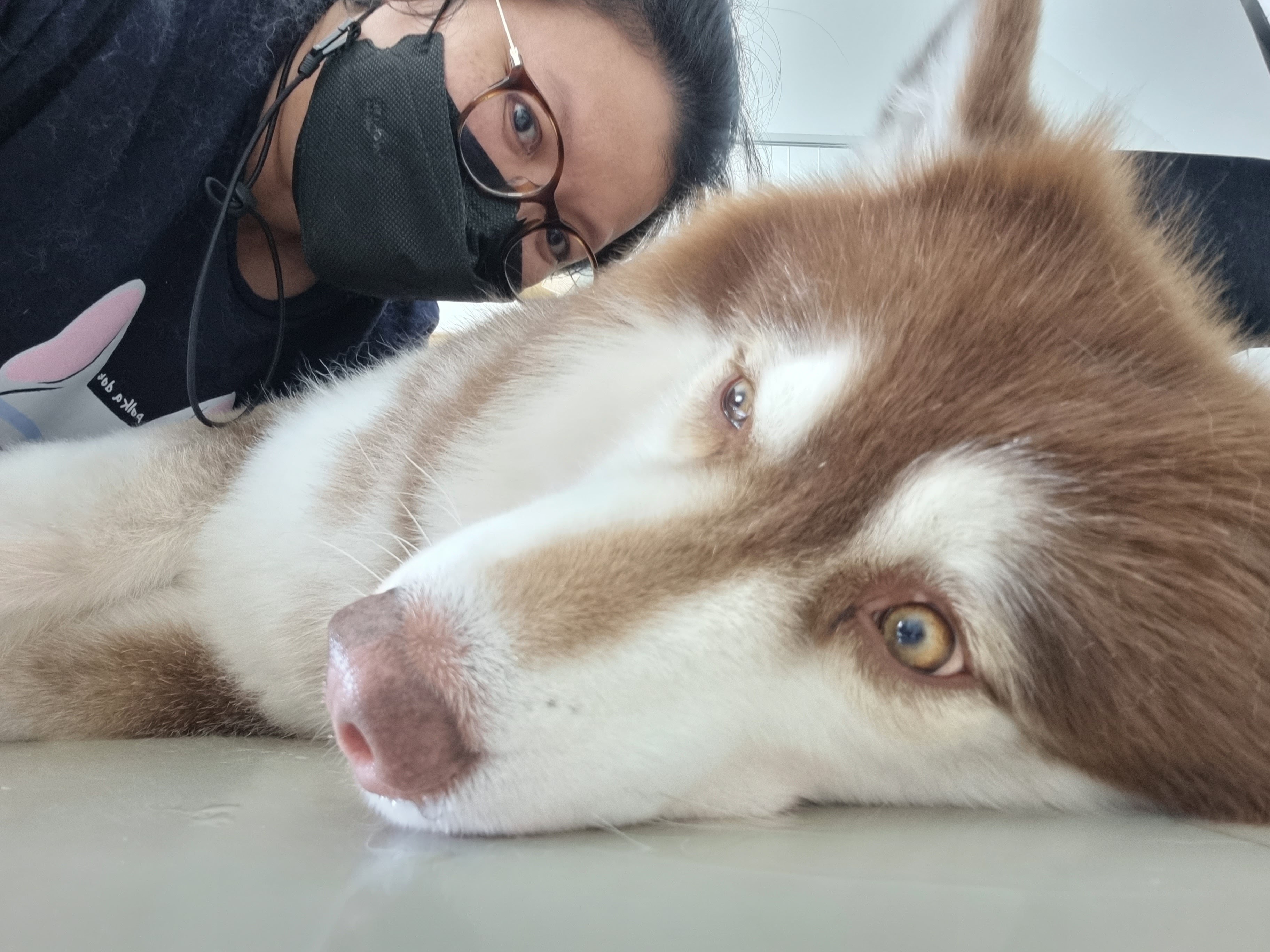 Yuzu Dog Grooming (English Speaking Groomer) Not Accept Walk In