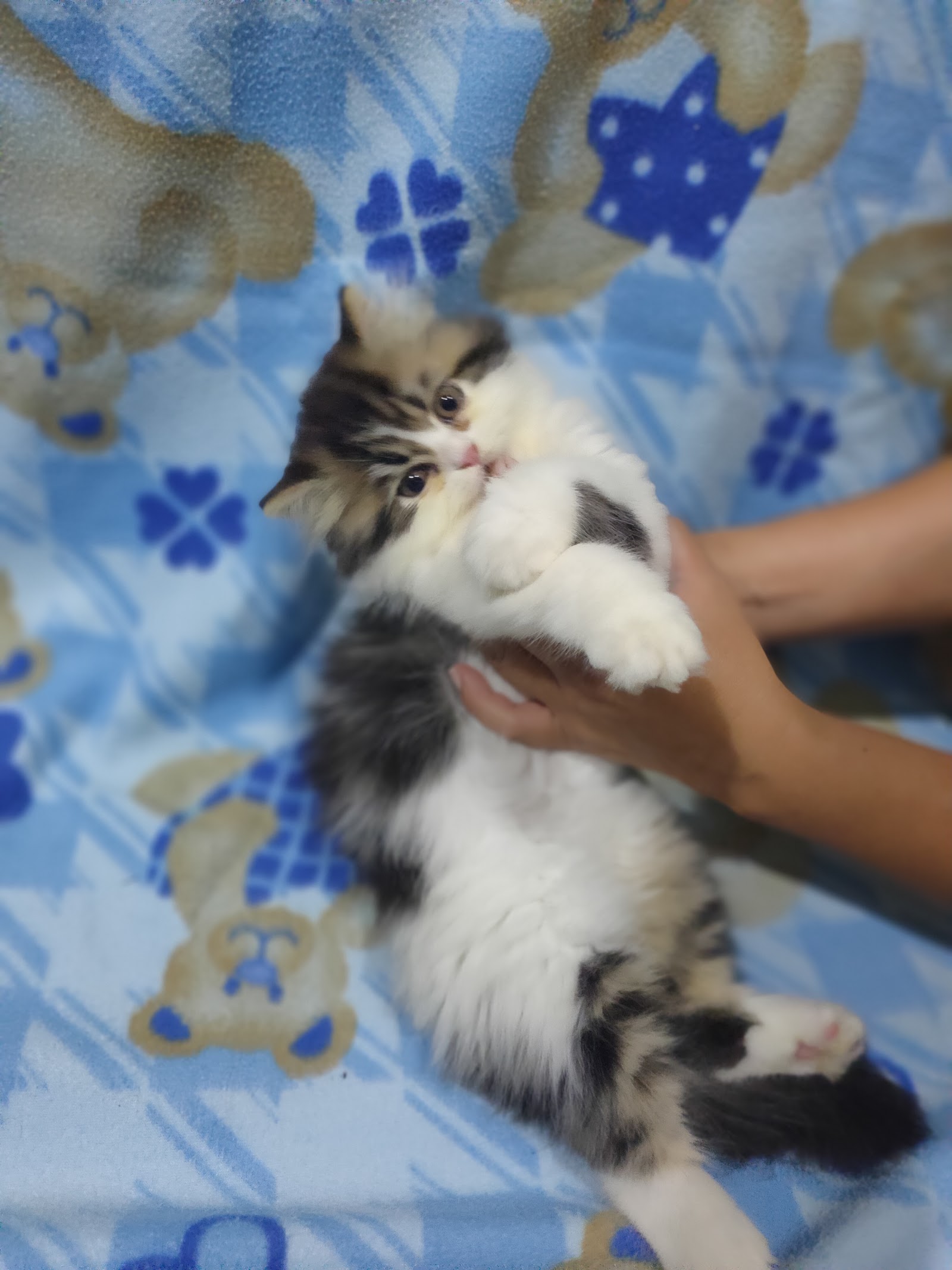 Homepetshop