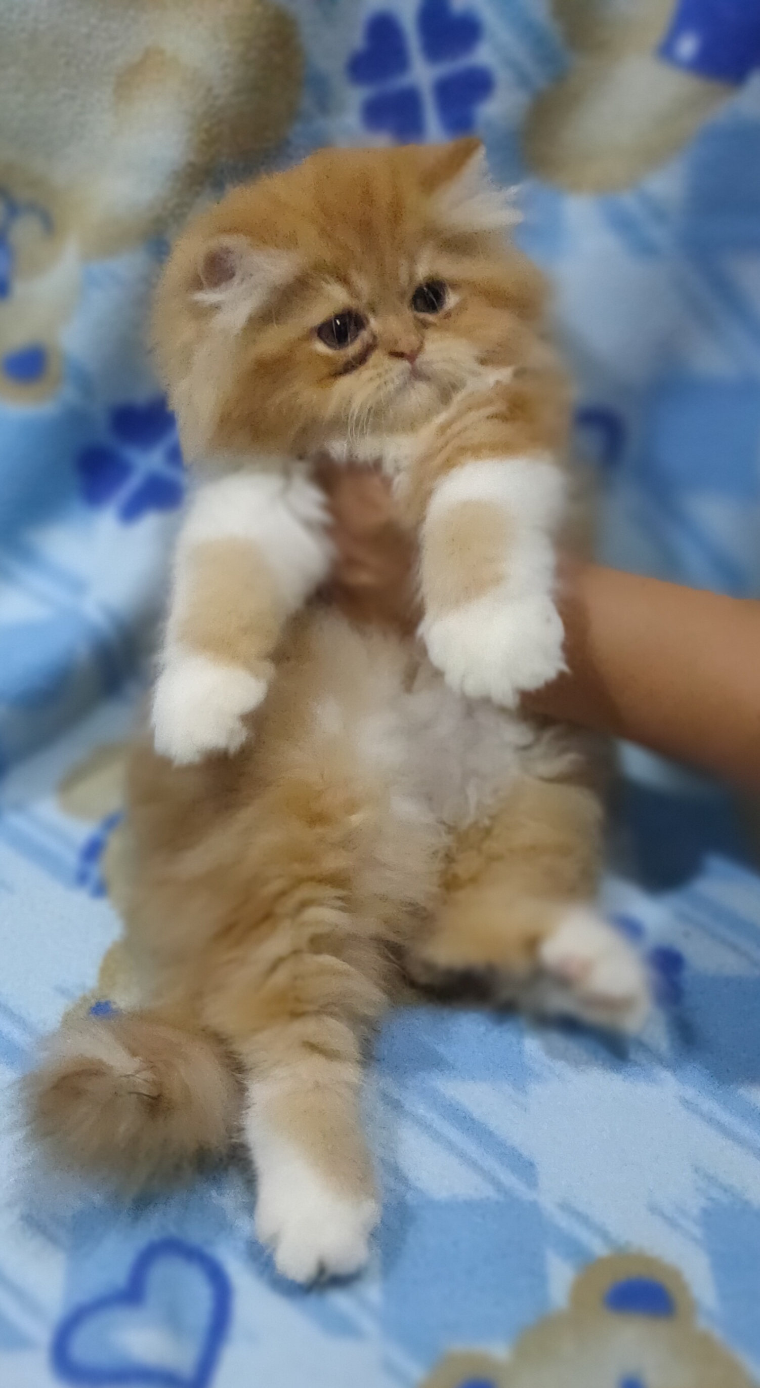 Homepetshop