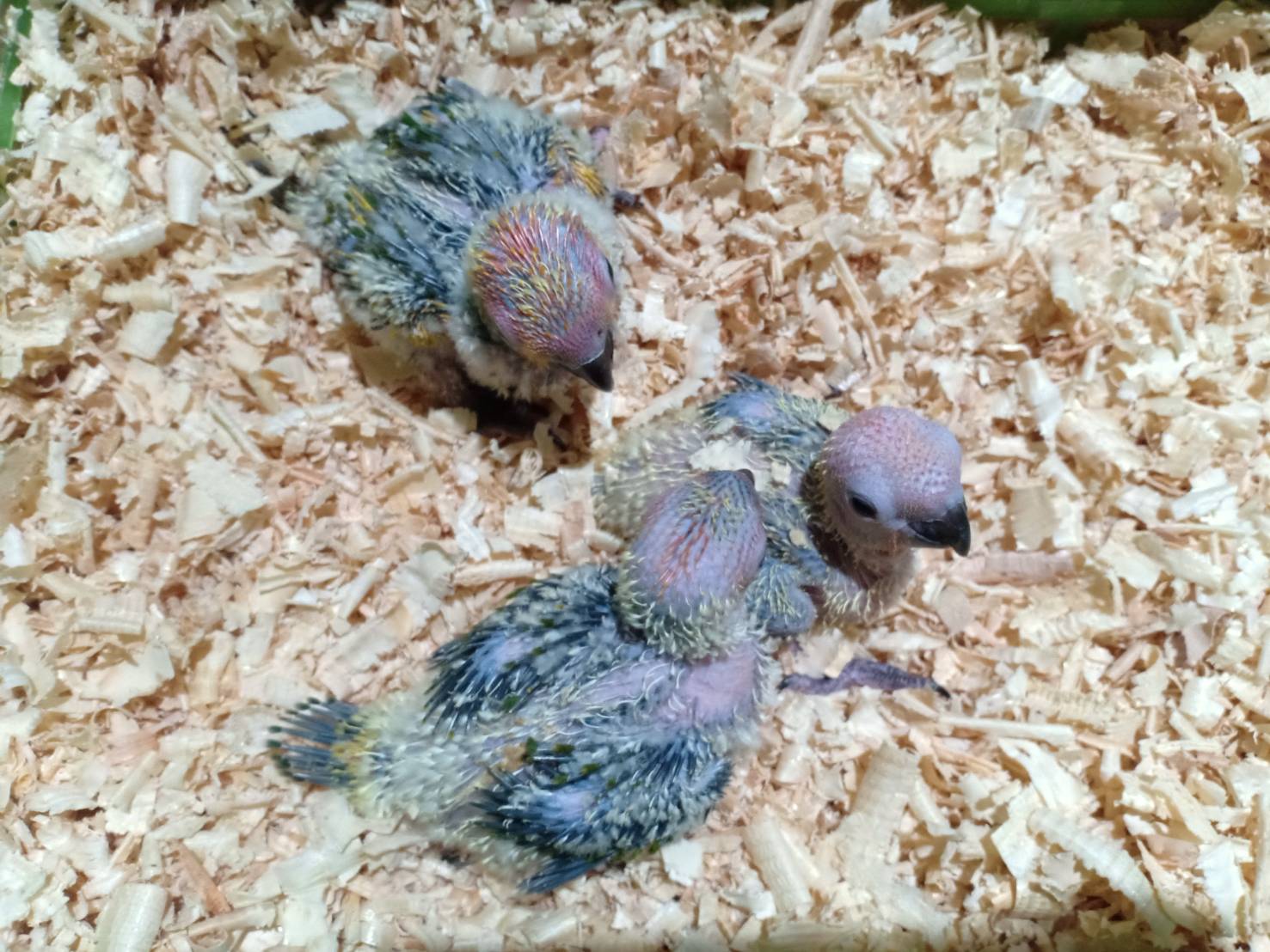 Homepetshop