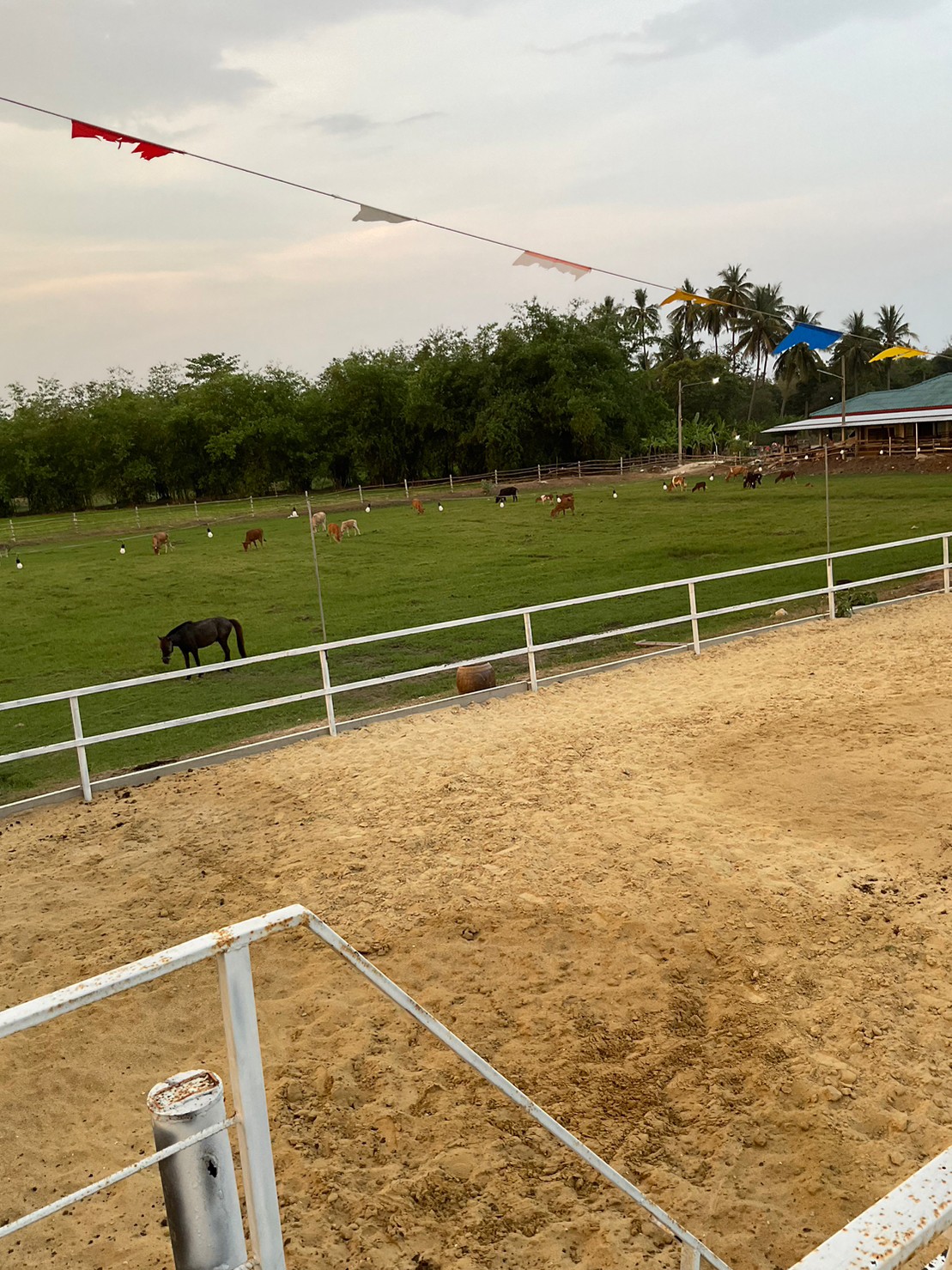 Asha Horse Riding Stable Twilight Show