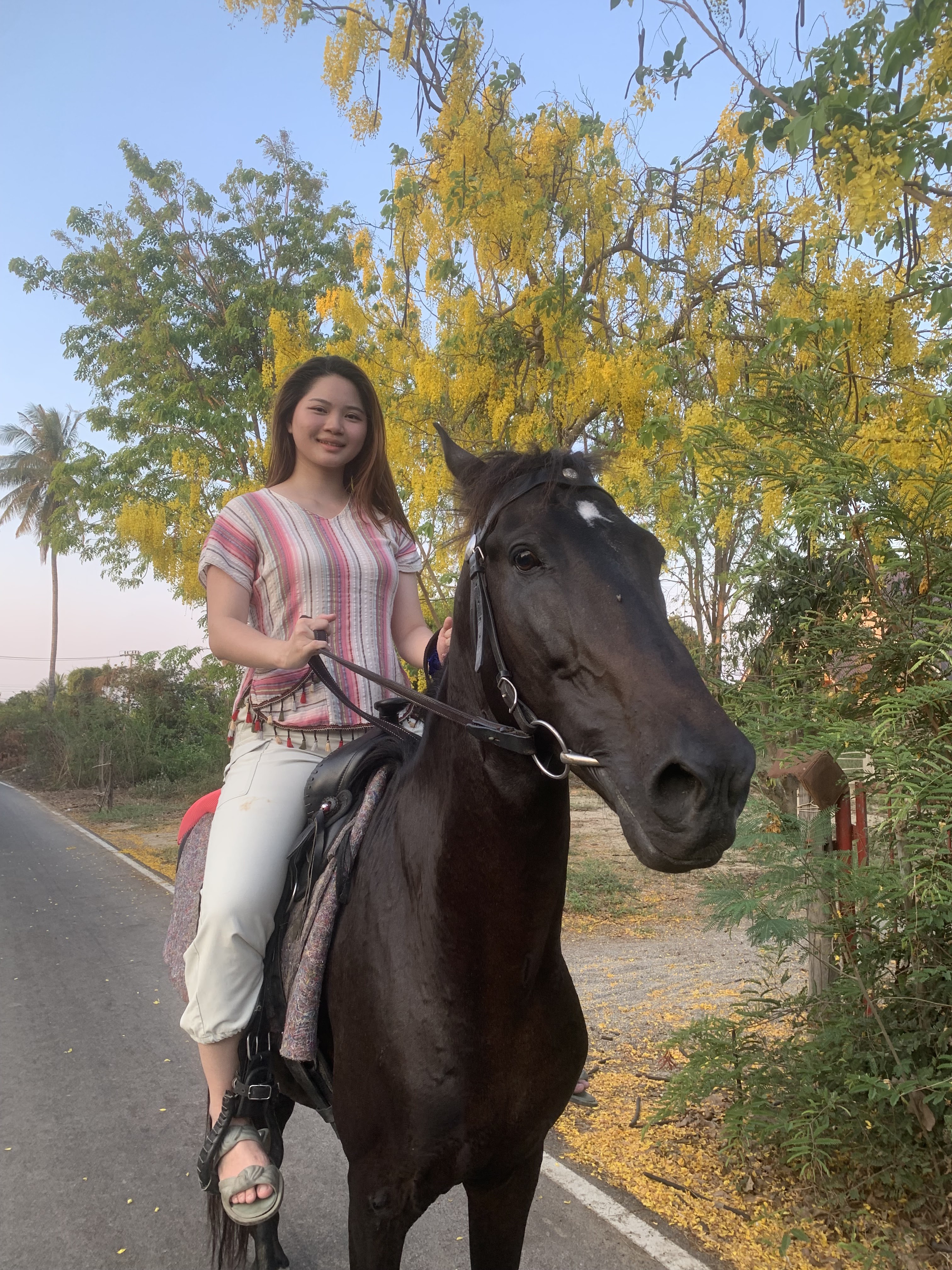 Asha Horse Riding Stable Twilight Show