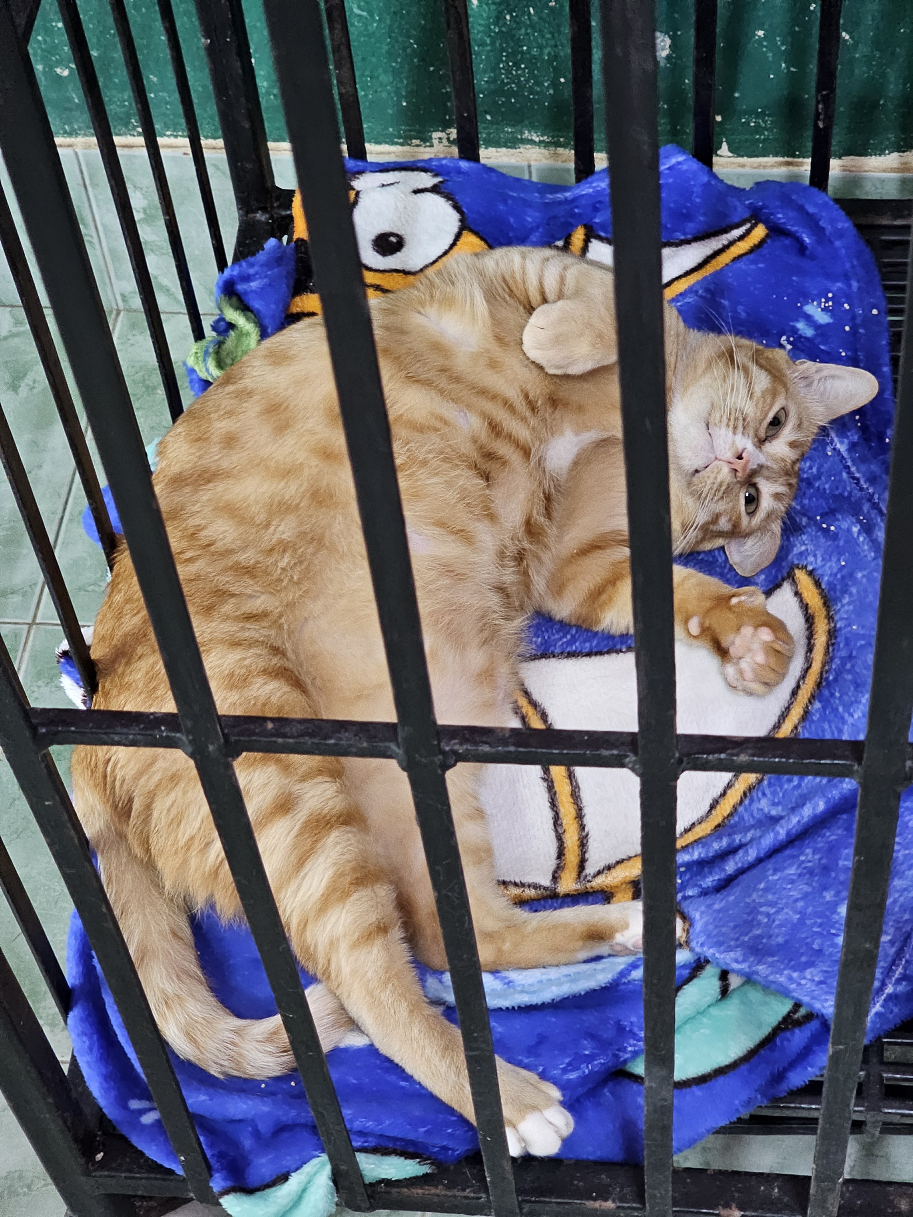 Veterinary Clinic Dr. K