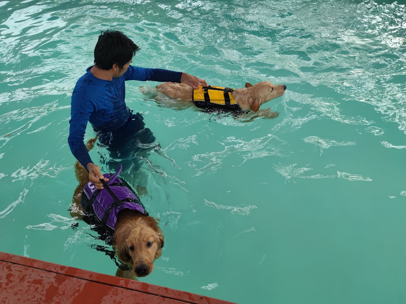 D-Dog house & pool rayong