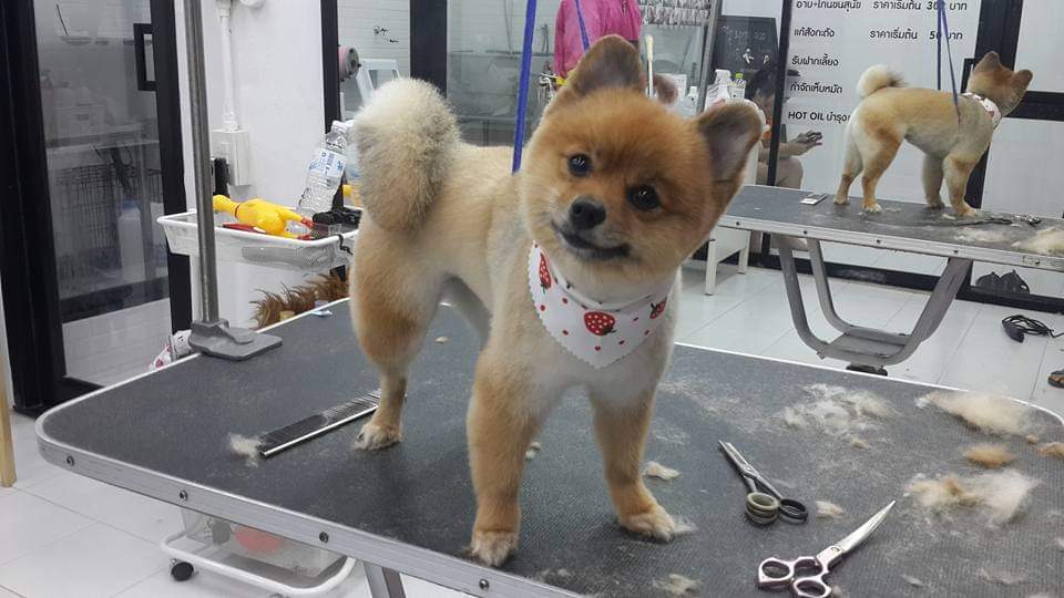 dog so cool