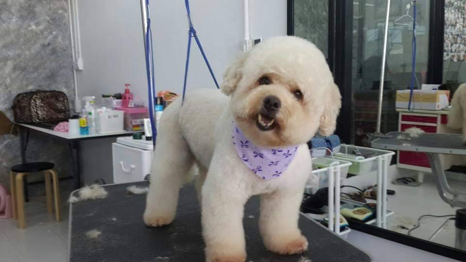 dog so cool
