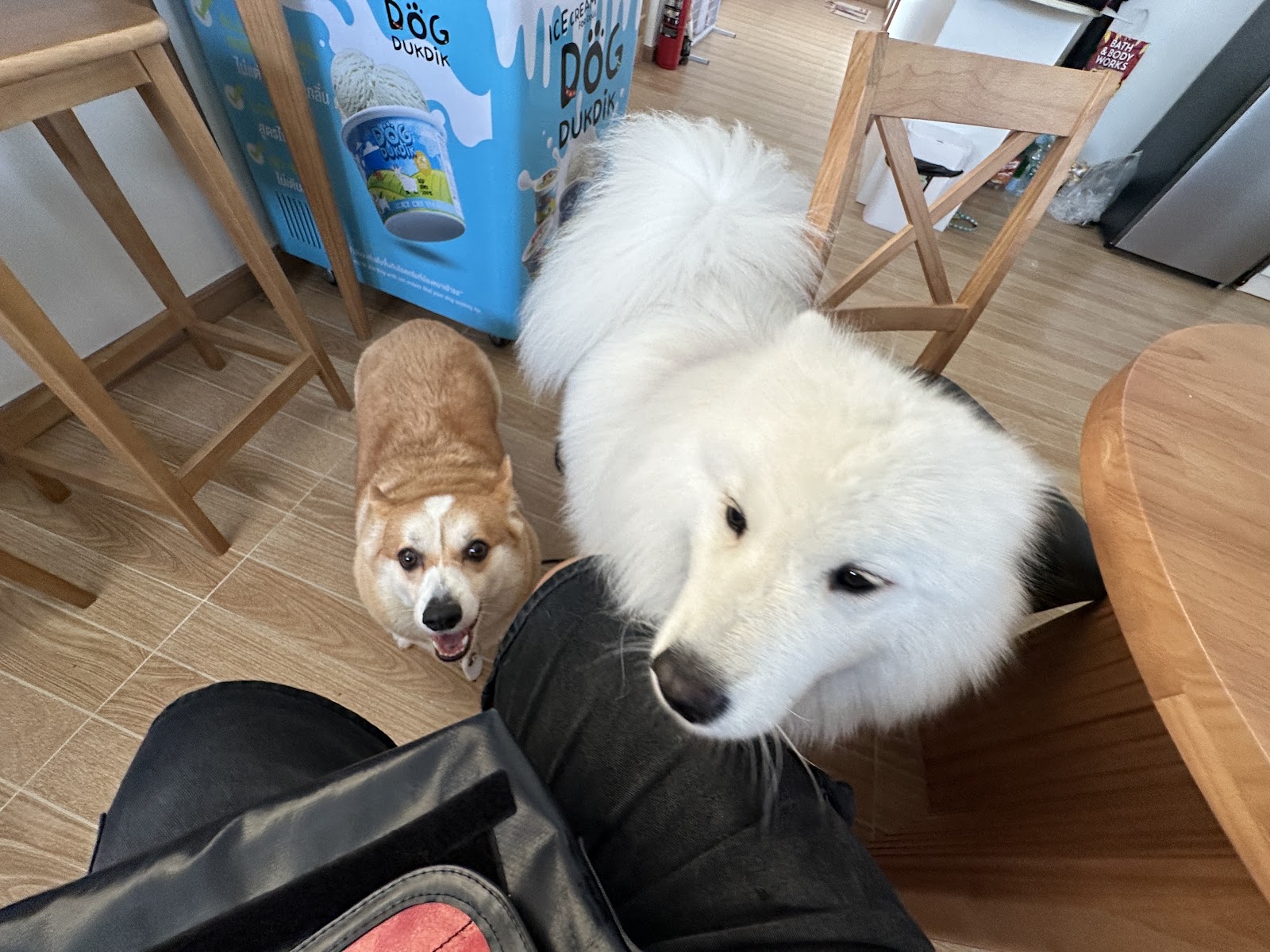Fluffy Space - Dog pool and playground