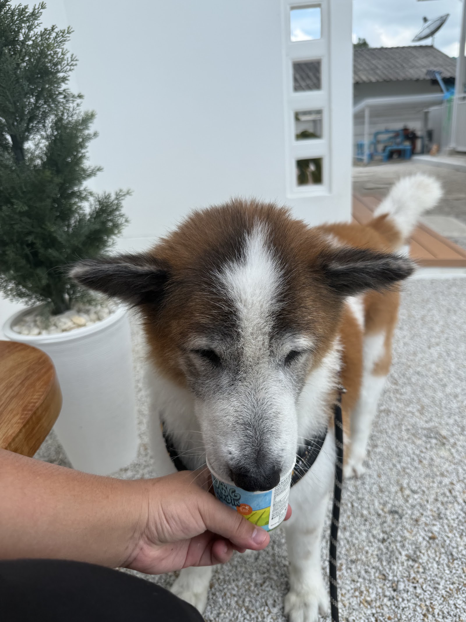 Fluffy Space - Dog pool and playground