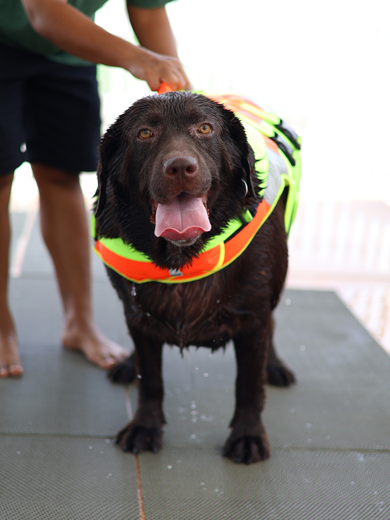 Fluffy Space - Dog pool and playground
