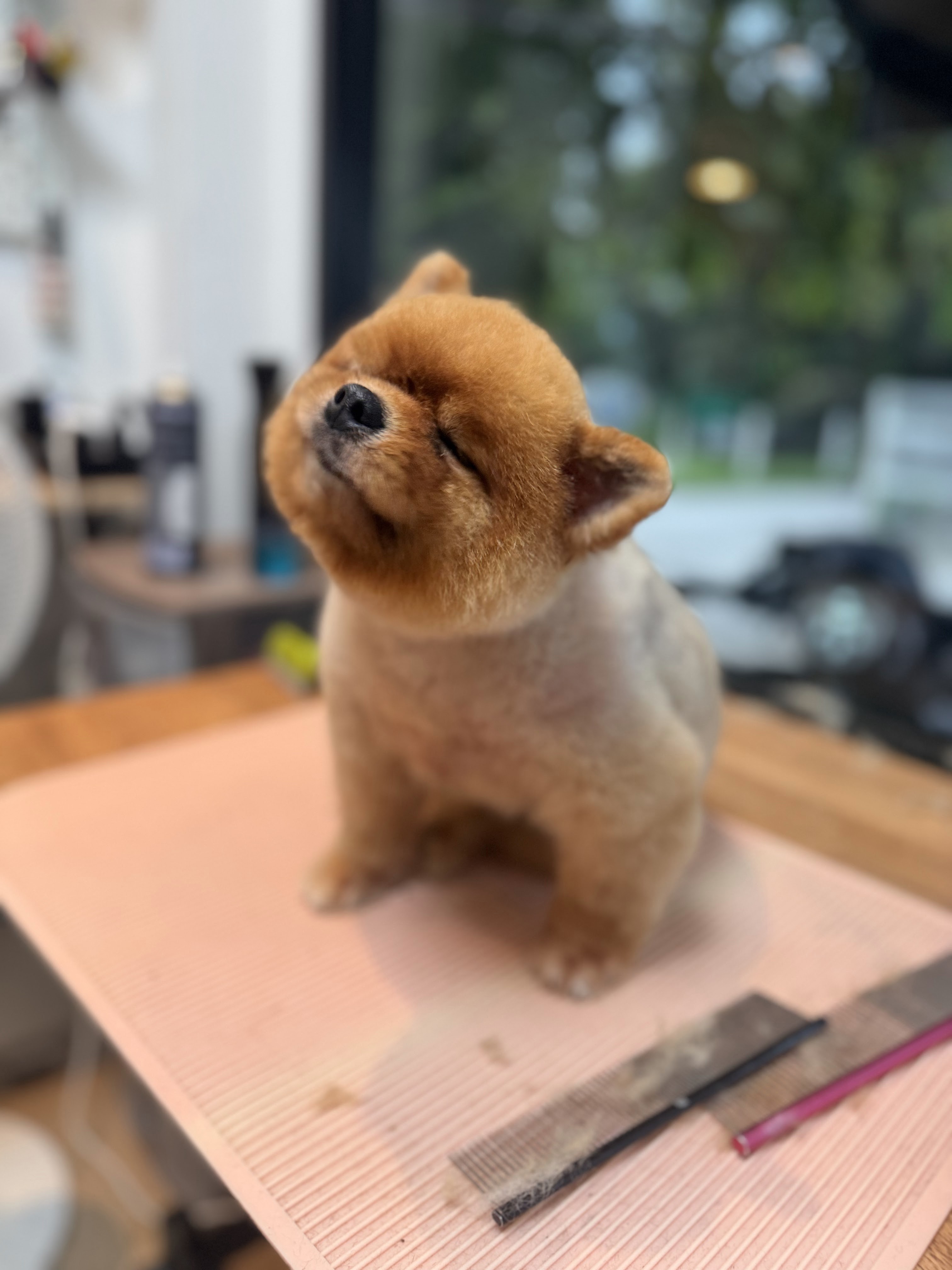 Pettopia Grooming & Hotel