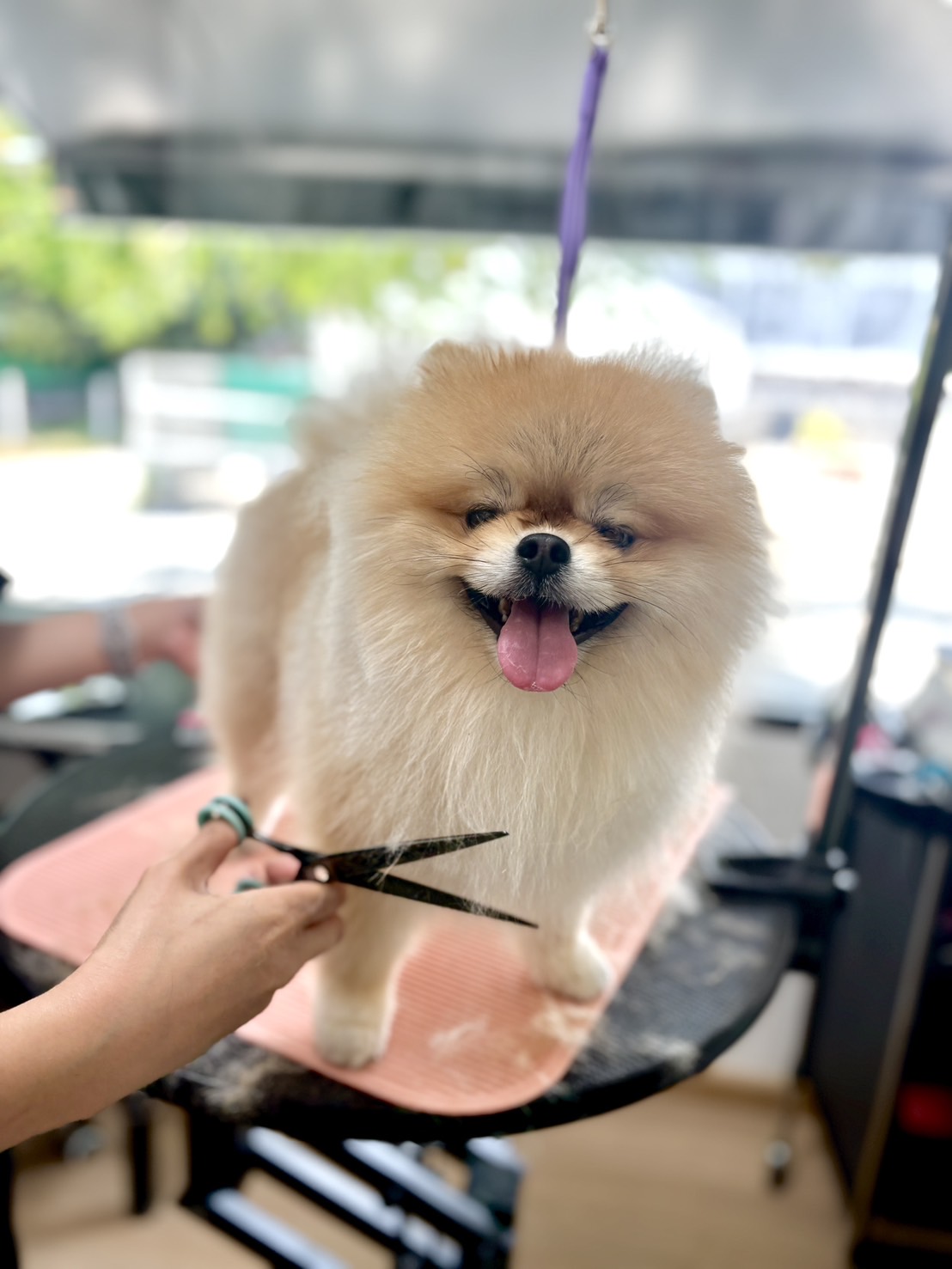 Pettopia Grooming & Hotel