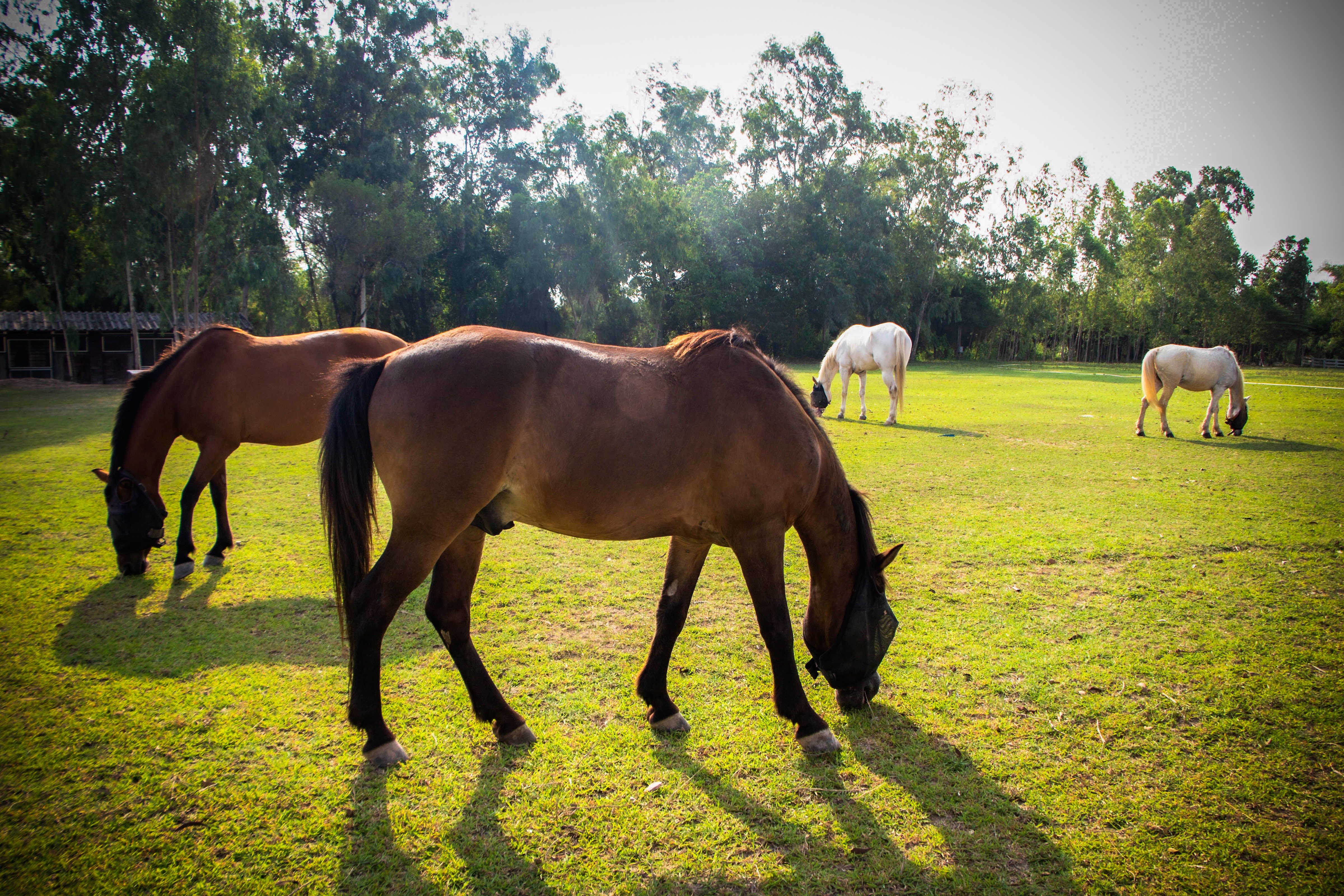 Pusin farm horse riding - Rayong