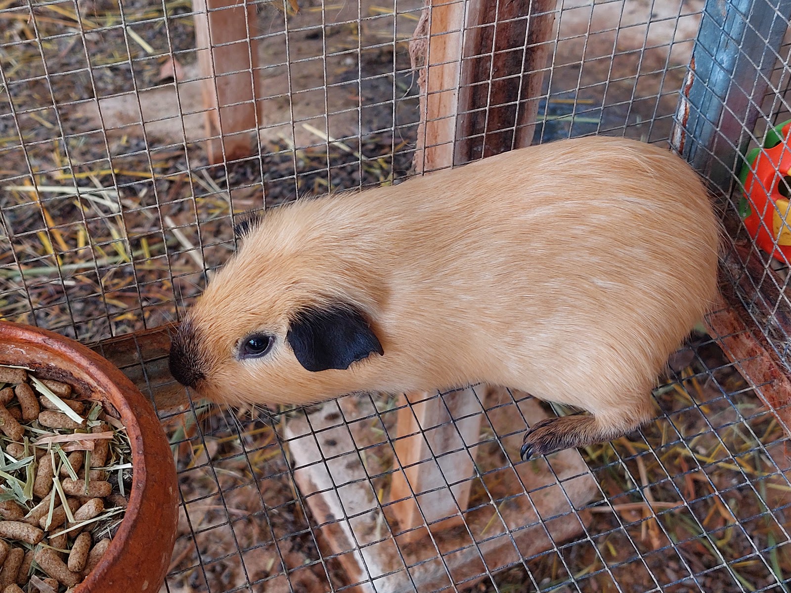 Rabbit farm Rayong
