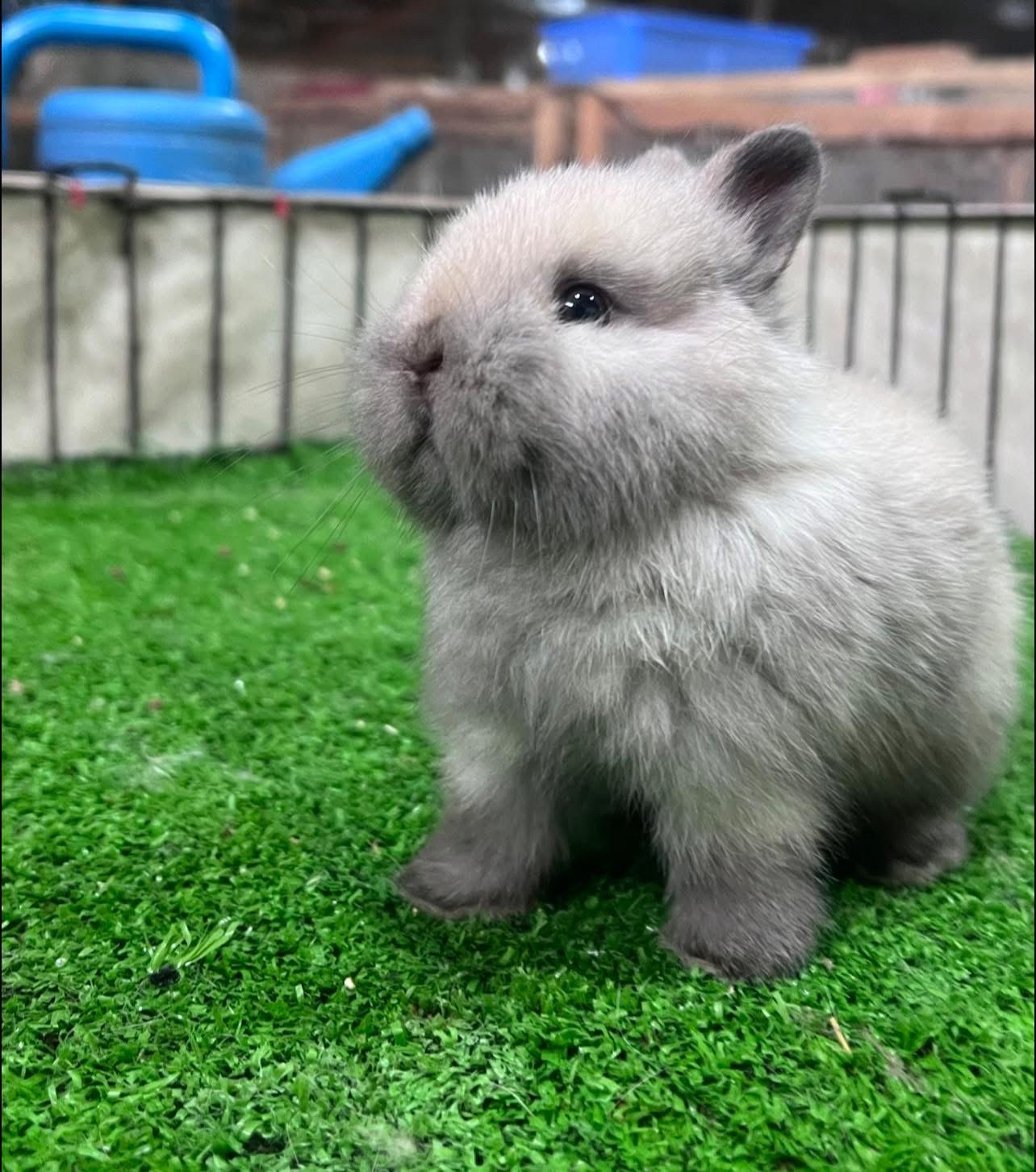 Rabbit farm Rayong